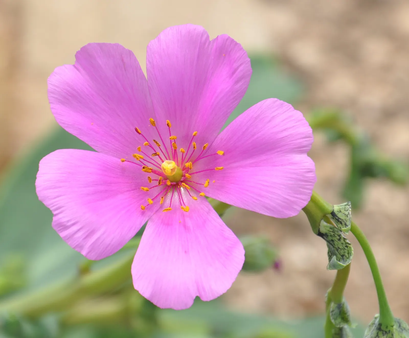 Rock Purslane (Calandrinia Grandiflora) — With a maximal height of 2 feet and spread of 3 feet; it's ideal for adding a splash of color to rock, image 44