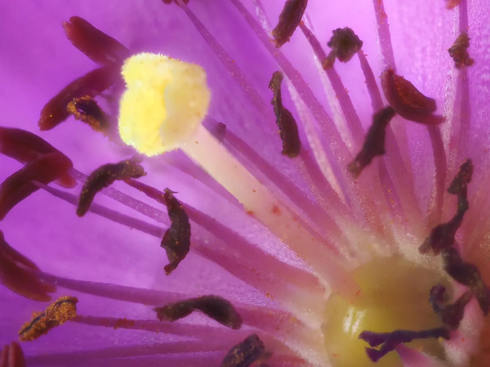 Rock Purslane (Calandrinia Grandiflora) — It thrives in full sun and requires minimal water, thriving in USDA zones 8-10; pink flowers in the garden