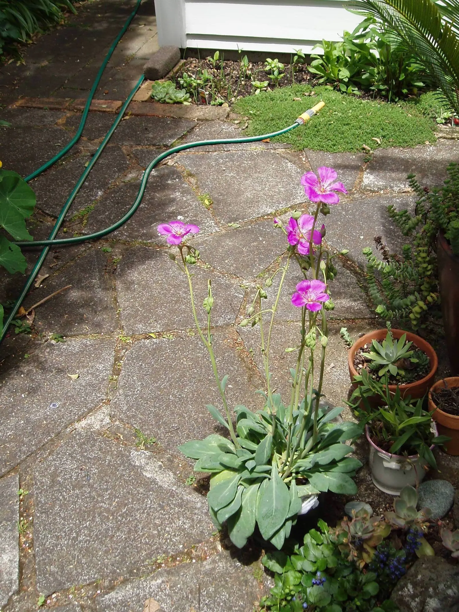 Rock Purslane (Calandrinia Grandiflora) — whose scientific name is Calandrinia grandiflora