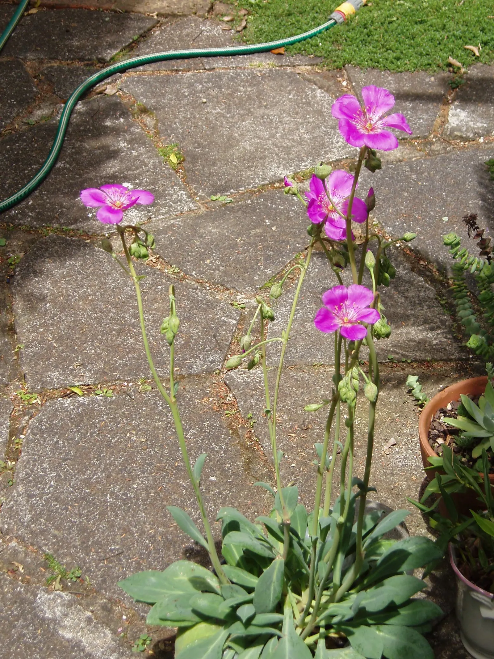 Rock Purslane (Calandrinia Grandiflora) — making it an ideal choice for adding a burst of color to landscape designs; ground cover / perennial for, image 49