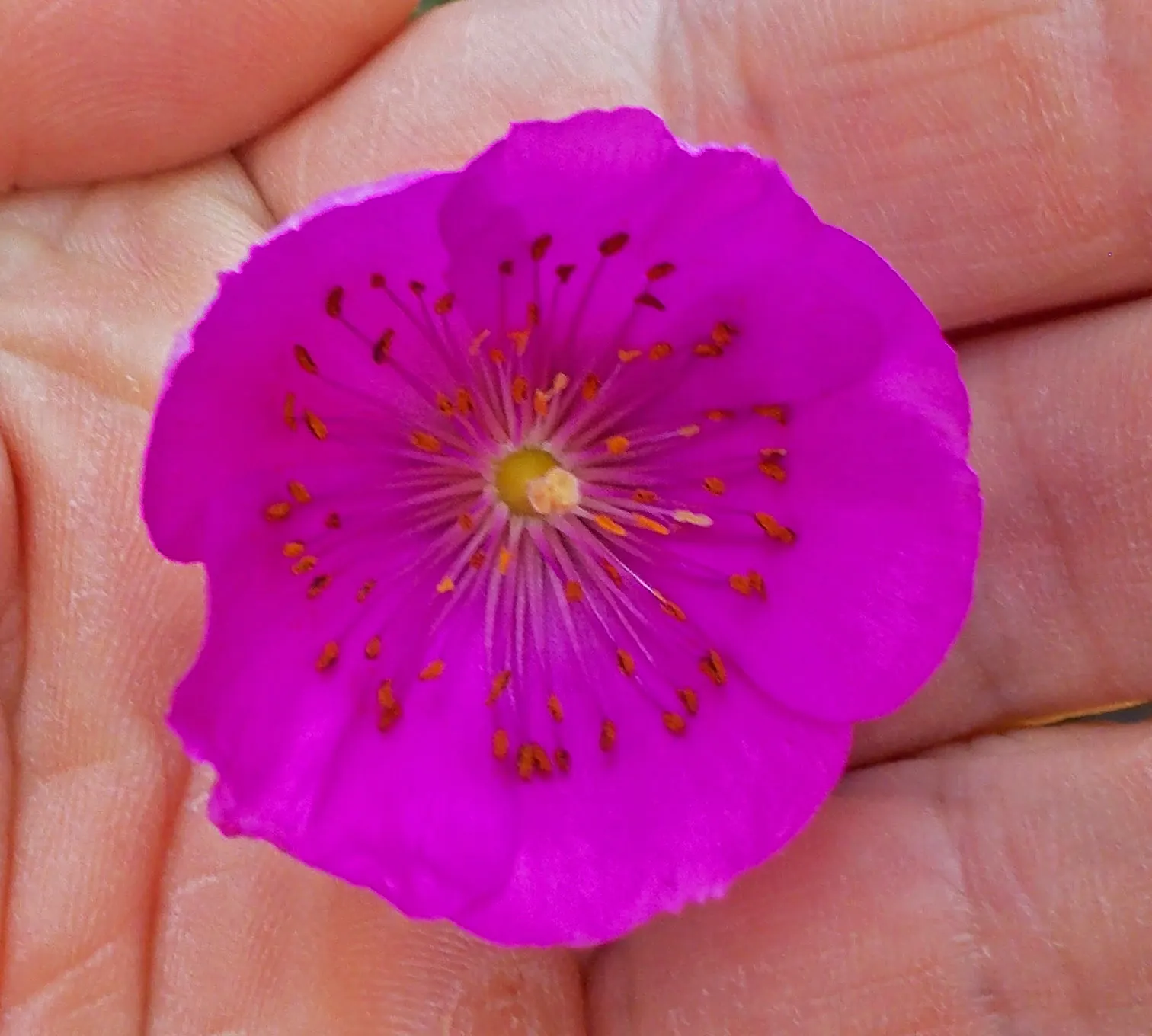 Rock Purslane (Calandrinia Grandiflora) — Rock Purslane is a splendid selection for the client seeking to introduce a touch of drama into their garden; making