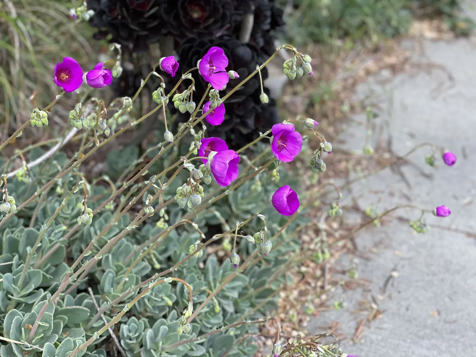 Rock Purslane (Calandrinia Grandiflora) — this robust plant presents itself with a lush clump of fleshy; whose scientific name is Calandrinia, image 50