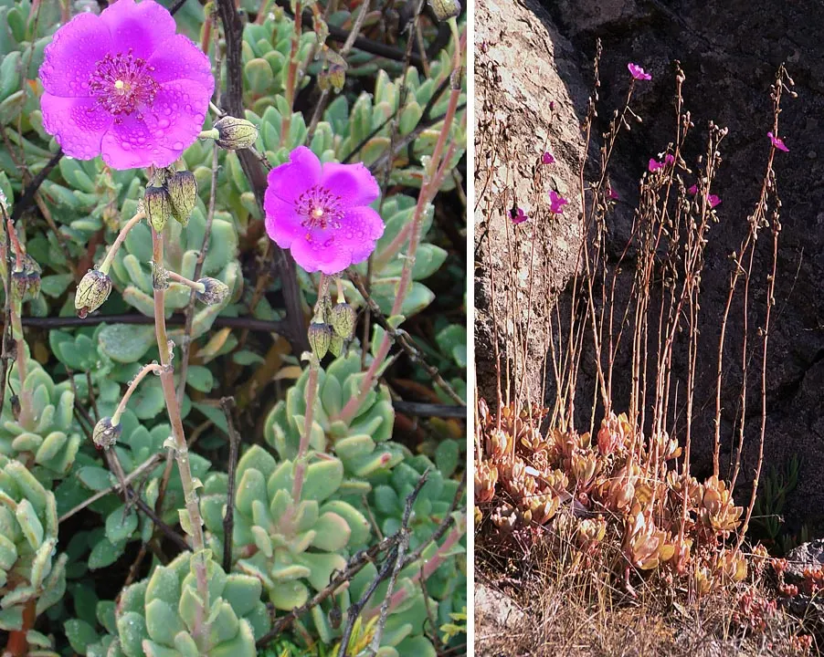 Rock Purslane (Calandrinia Grandiflora) — It prefers to bask in full sun and relishes in well-draining soil; making it an excellent choice for xeriscaping or