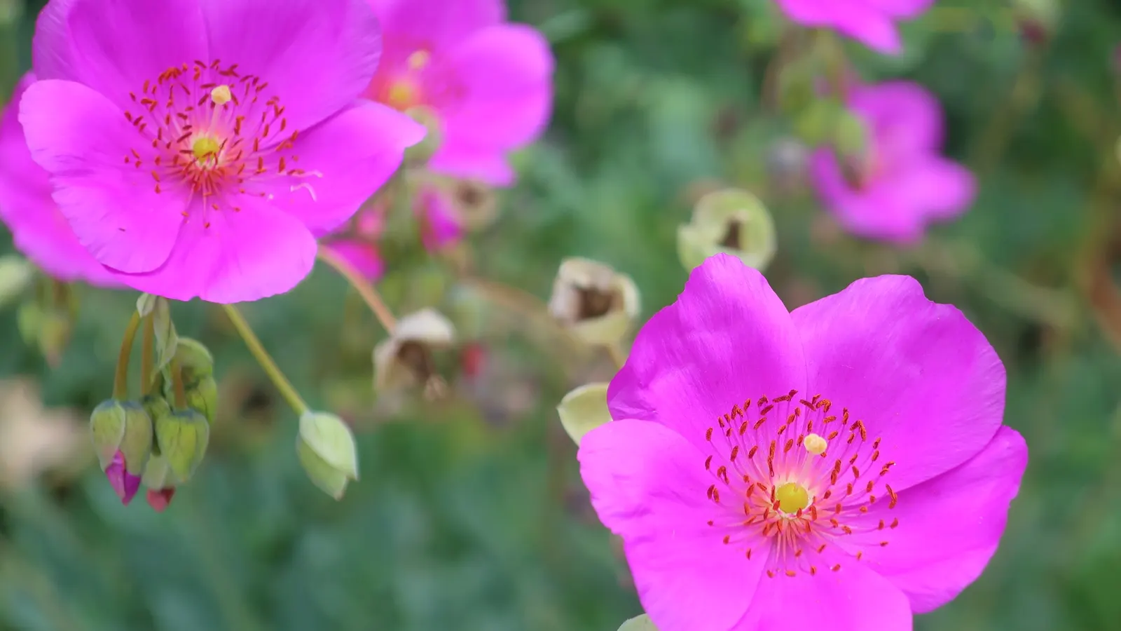 Rock Purslane (Calandrinia Grandiflora) — pink flowers in the garden; it thrives in full sun and requires minimal water, thriving in USDA zones 8-10
