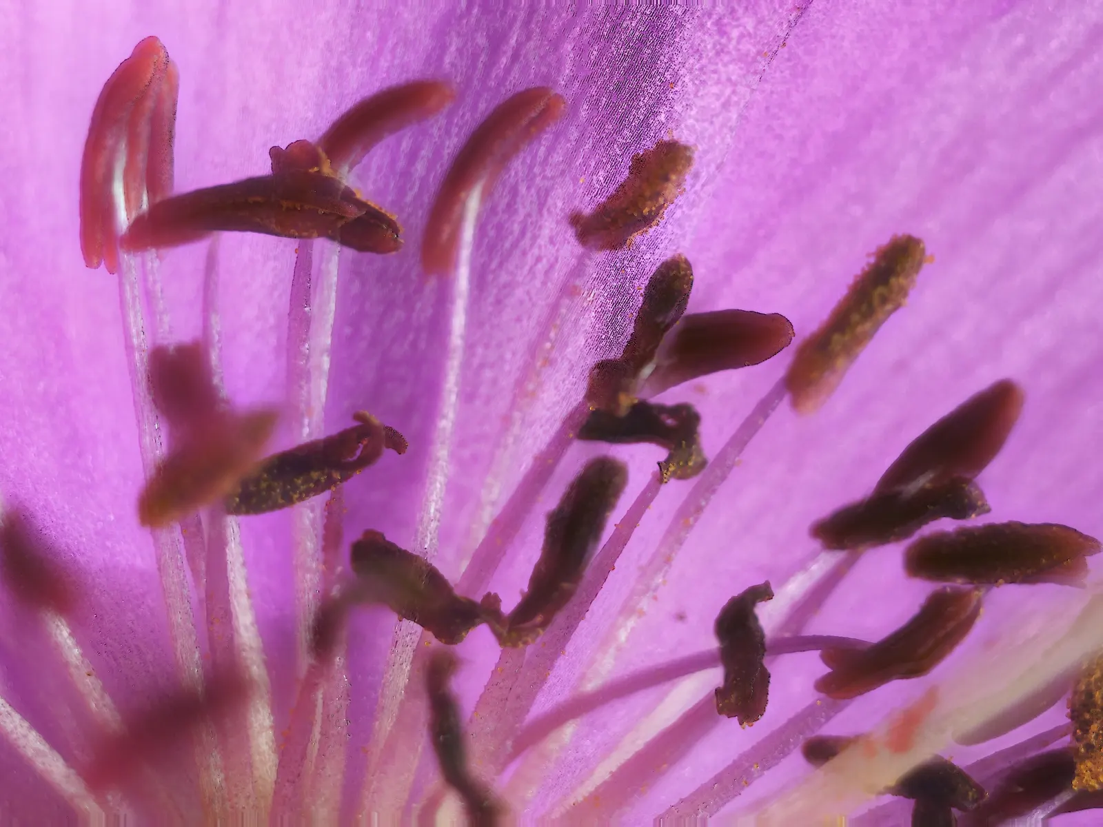 Rock Purslane (Calandrinia Grandiflora) — is a magnificent flowering perennial valued for its vibrant display and ease of care; thriving in USDA hardiness