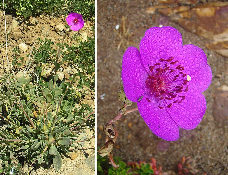 Rock Purslane (Calandrinia Grandiflora) — stalks up to 24 inches high; rock Purslane (Calandrinia grandiflora) is a vibrant succulent that features fleshy