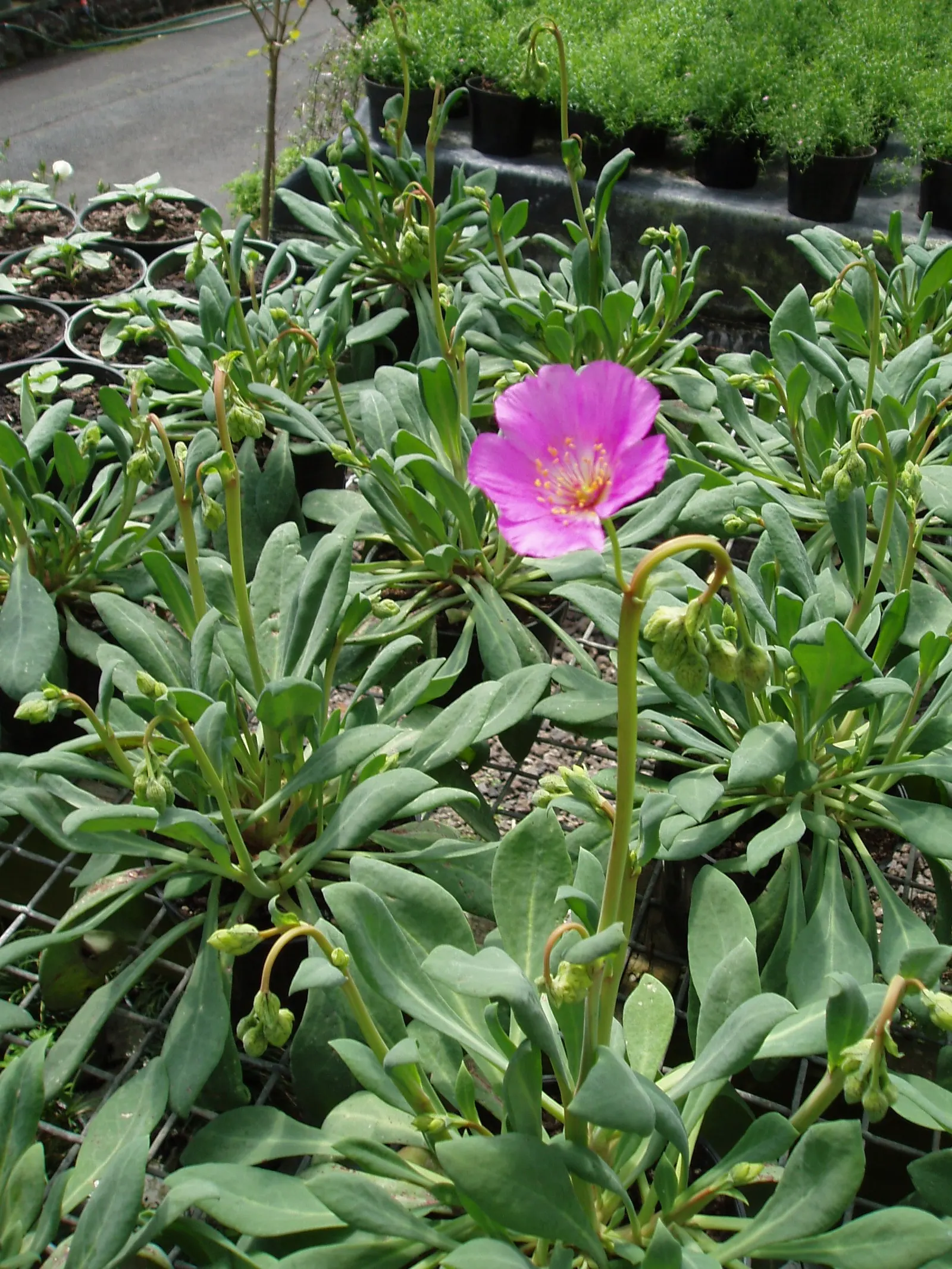 Rock Purslane (Calandrinia Grandiflora) — bluish-green foliage and produces vivid magenta blossoms; each blossom spans approximately 2 to 3 inches, image 42