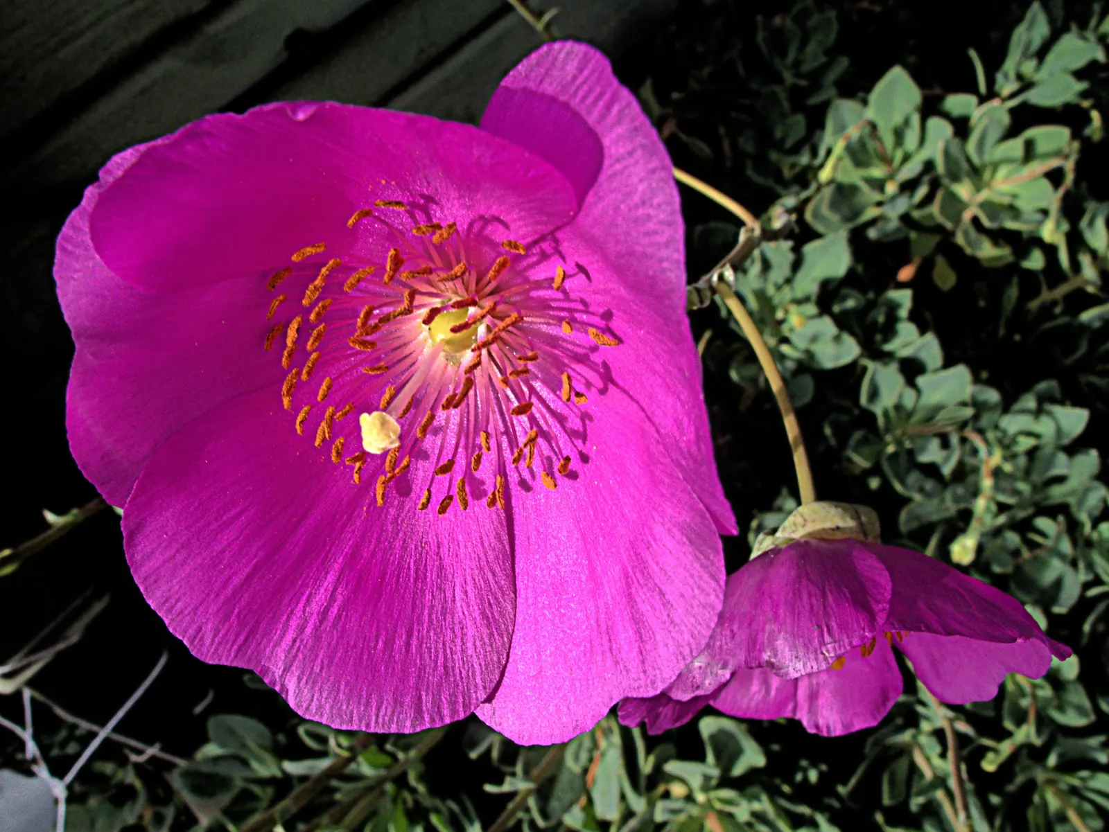 Rock Purslane (Calandrinia Grandiflora) — ground cover / perennial for full or half