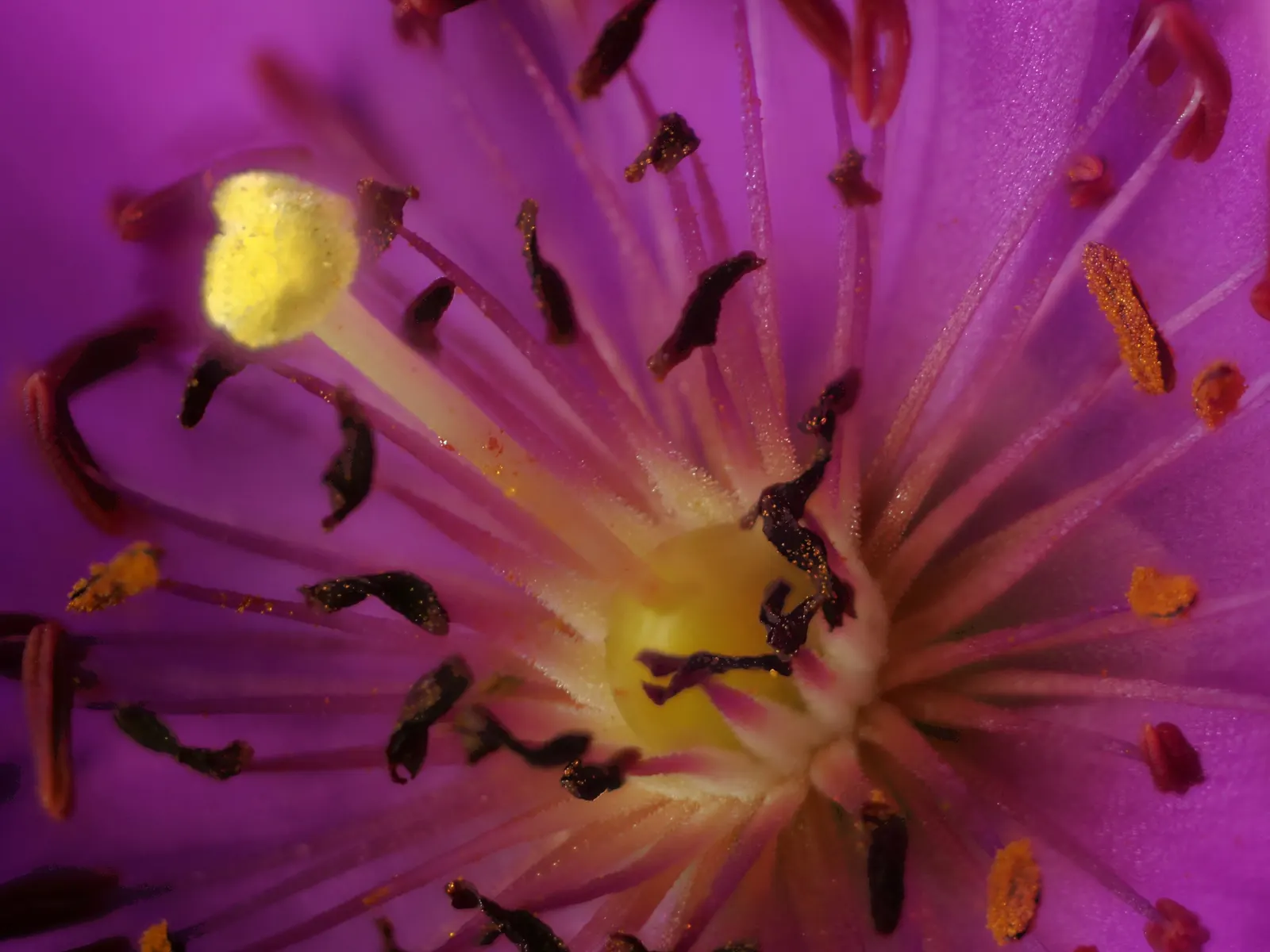 Rock Purslane (Calandrinia Grandiflora) — Rock Purslane (Calandrinia grandiflora) is a vibrant succulent that features fleshy