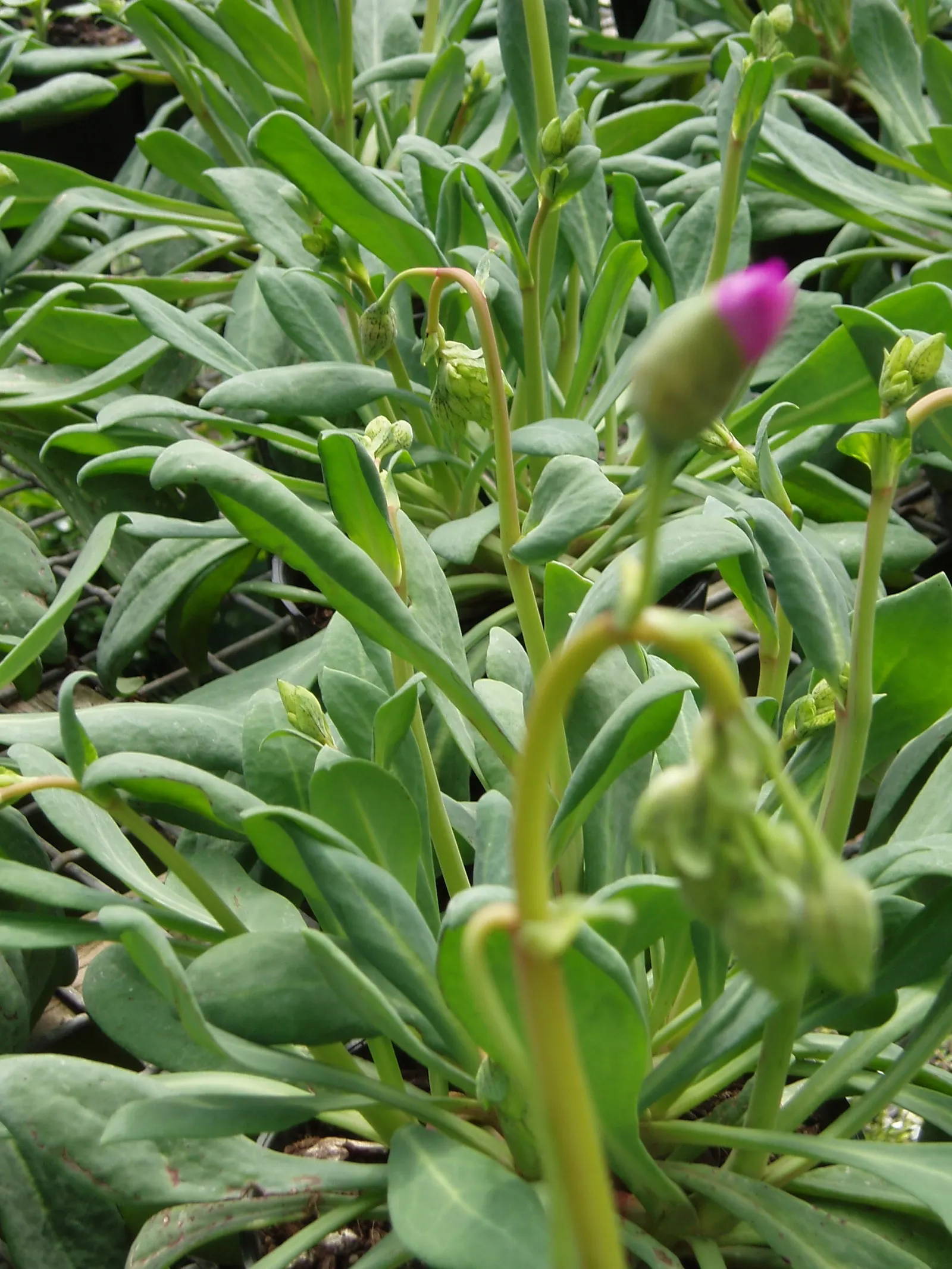 Rock Purslane (Calandrinia Grandiflora) — it's ideal for adding a splash of color to rock gardens or xeriscapes; stalks up to 24 inches high, image 45