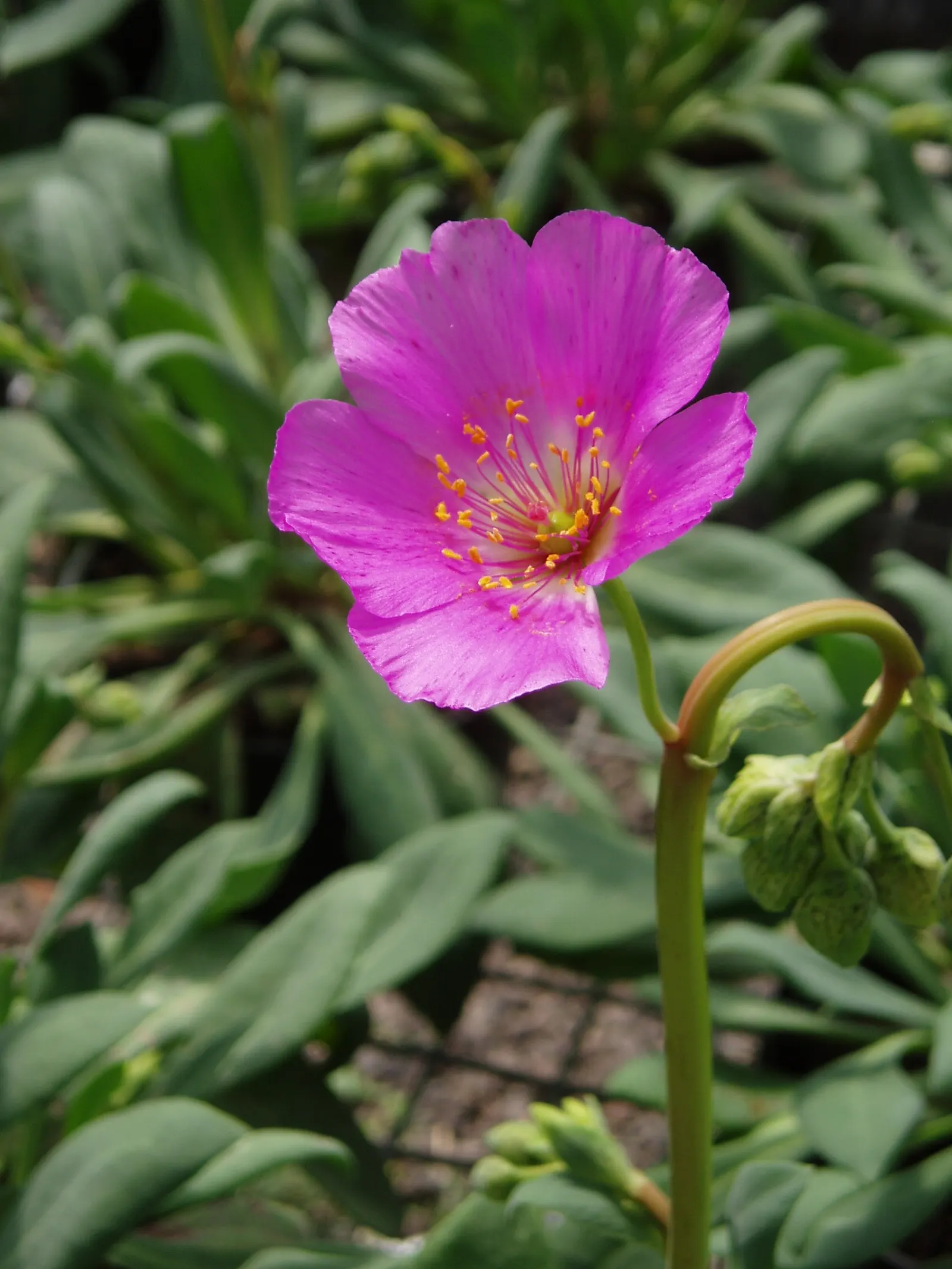 Rock Purslane (Calandrinia Grandiflora) — it's ideal for adding a splash of color to rock gardens or xeriscapes