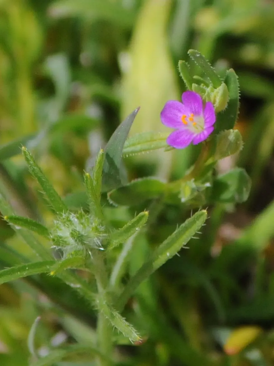 Rock Purslane (Calandrinia Grandiflora) — Rock Purslane (Calandrinia grandiflora) is a vibrant succulent that features fleshy; with a maximal, image 41