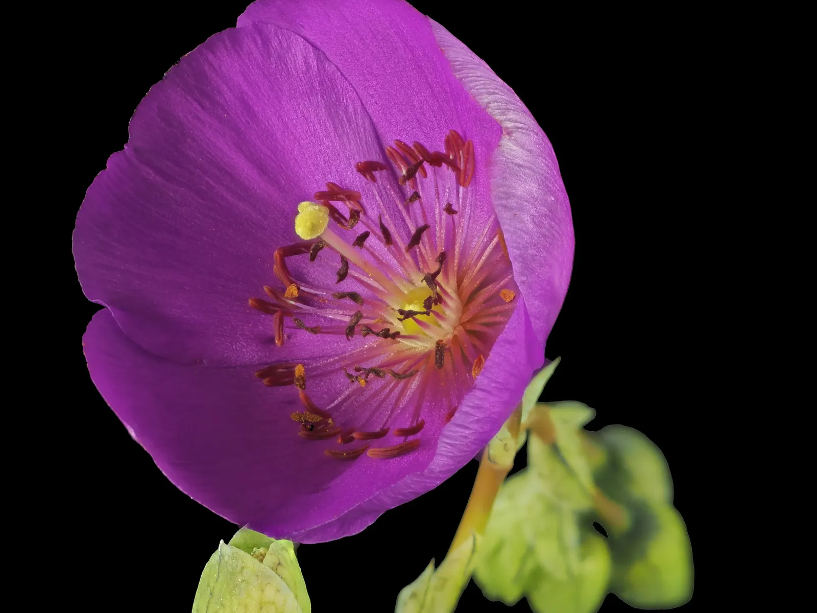 Rock Purslane (Calandrinia Grandiflora) — Rock Purslane is a splendid selection for the client seeking to introduce a touch of drama into their garden