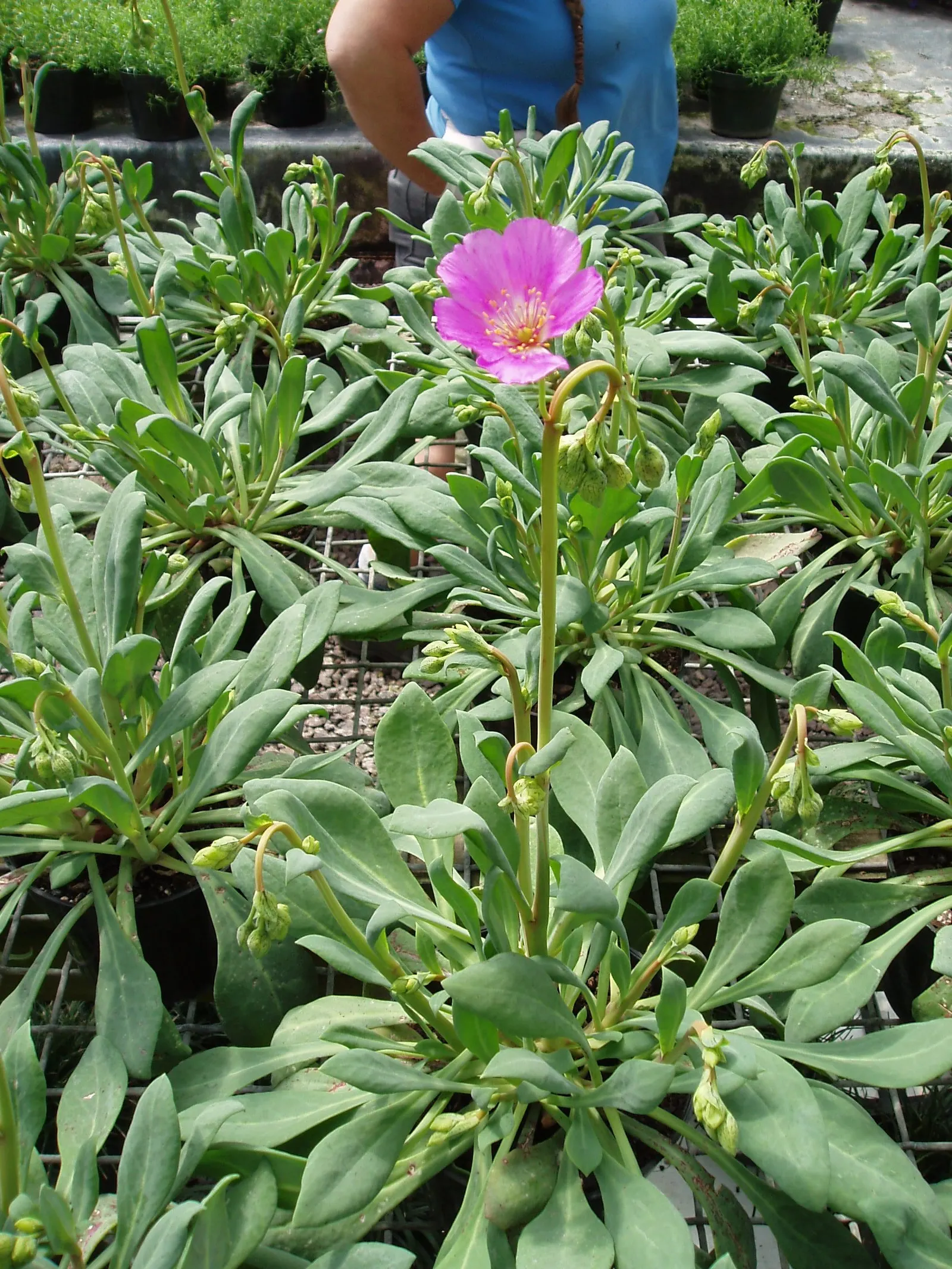 Rock Purslane (Calandrinia Grandiflora) — thriving in USDA hardiness zones 8 to 10