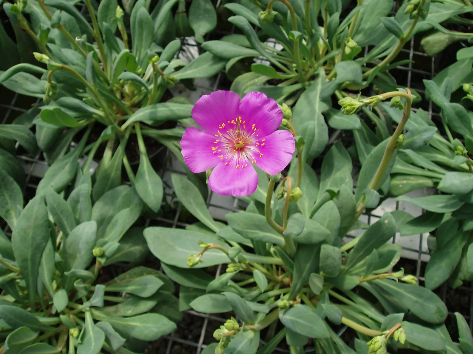 Rock Purslane (Calandrinia Grandiflora) — ground cover / perennial for full or half; while also preferring plants that possess low water needs and are easy to