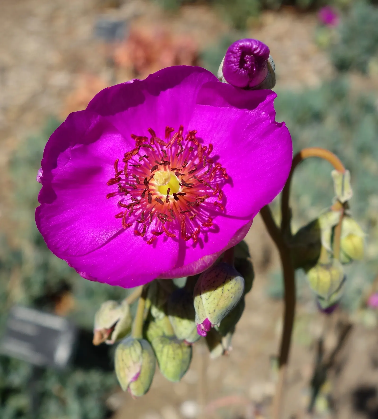 Rock Purslane (Calandrinia Grandiflora) — bluish-green foliage and produces vivid magenta blossoms; each blossom spans approximately 2 to 3 inches across and