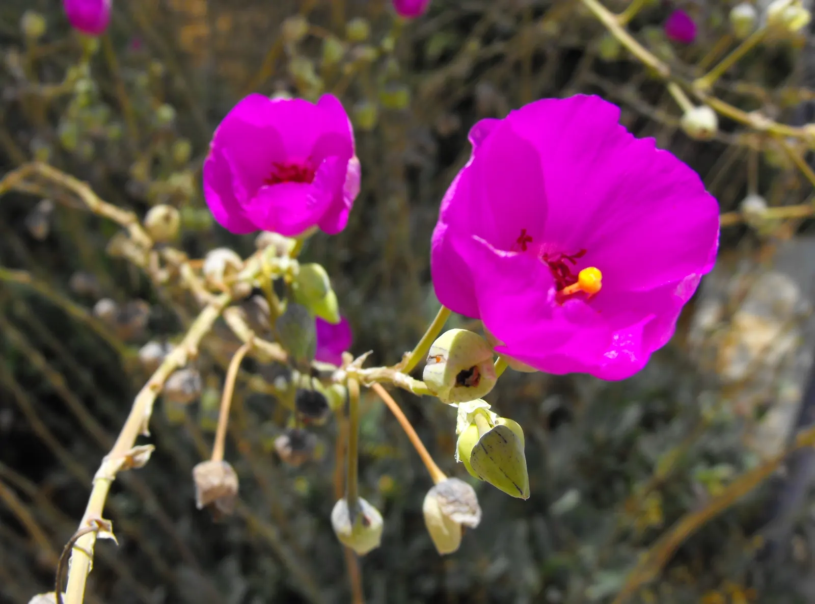 Rock Purslane (Calandrinia Grandiflora) — It prefers to bask in full sun and relishes in well-draining soil