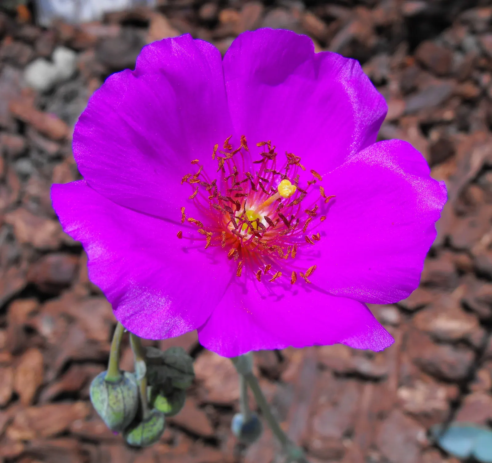 Rock Purslane (Calandrinia Grandiflora) — while also preferring plants that possess low water needs and are easy to maintain