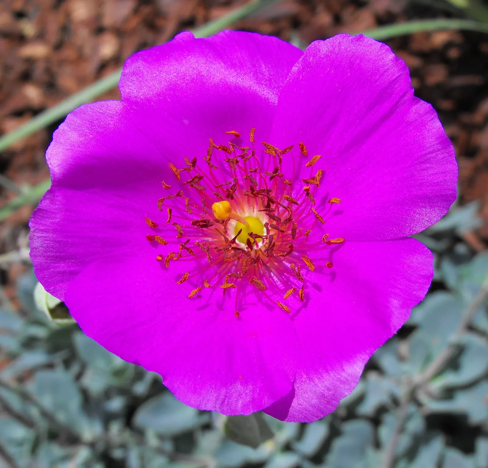 Rock Purslane (Calandrinia Grandiflora) — Rock Purslane (Calandrinia grandiflora) is a vibrant succulent that features fleshy; with a maximal height of 2 feet
