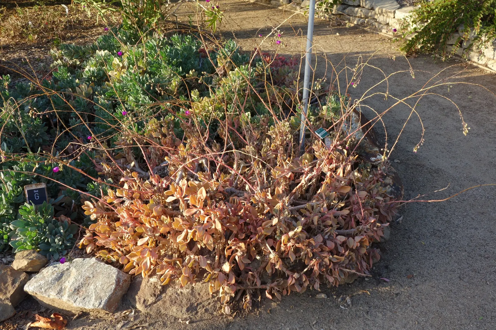 Rock Purslane (Calandrinia Grandiflora) — Each blossom spans approximately 2 to 3 inches across and is held aloft on slender