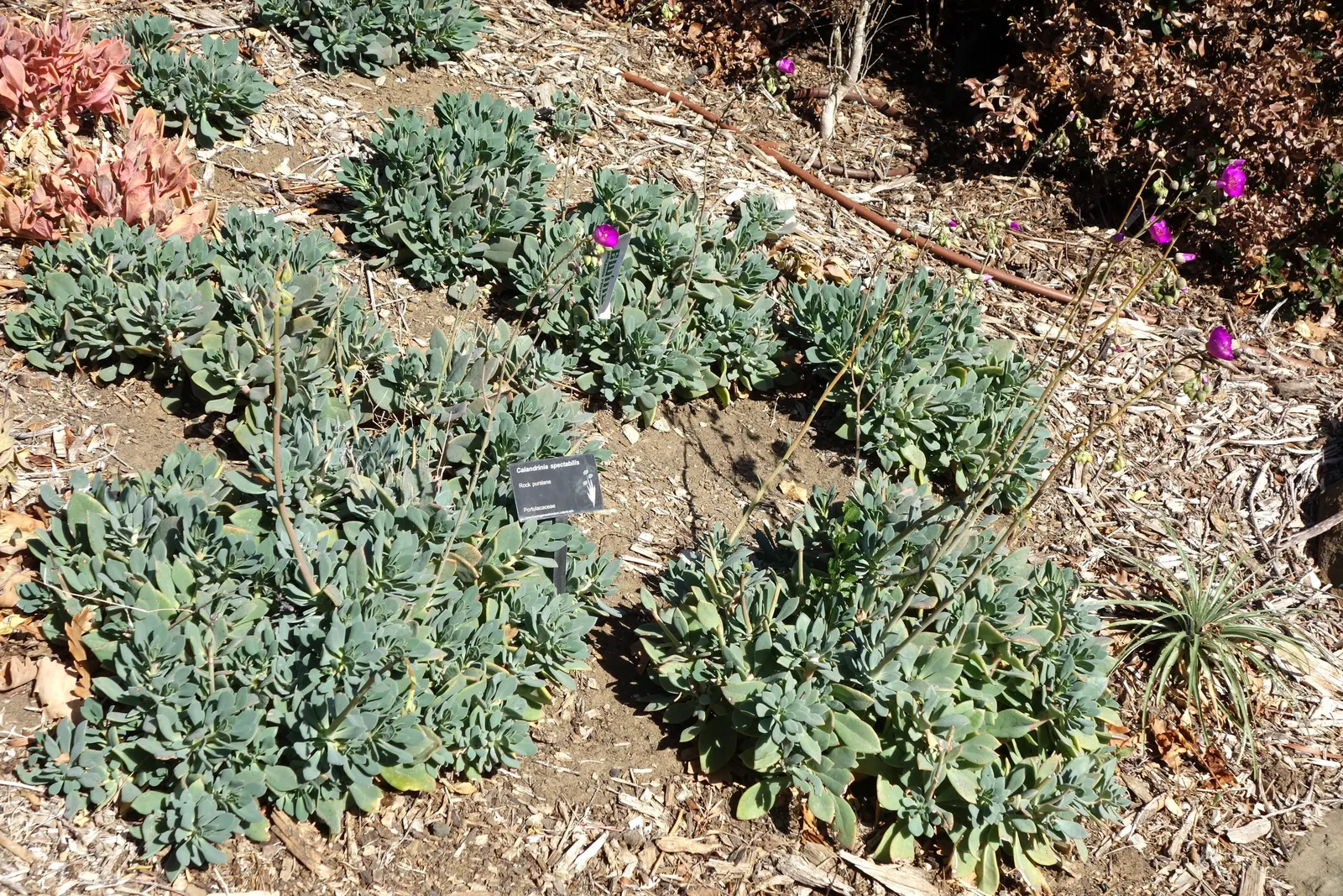 Rock Purslane (Calandrinia Grandiflora) — It thrives in full sun and requires minimal water, thriving in USDA zones 8-10