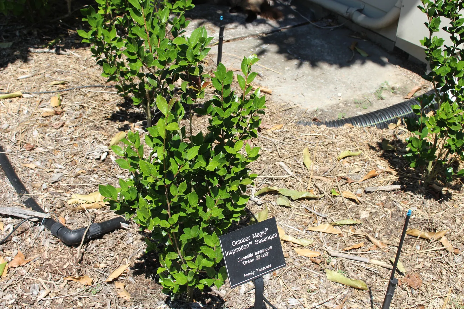 October Magic Camellia (Camellia Japonica 'White Shi-Shi') — reaching 4-5 feet in height and spread