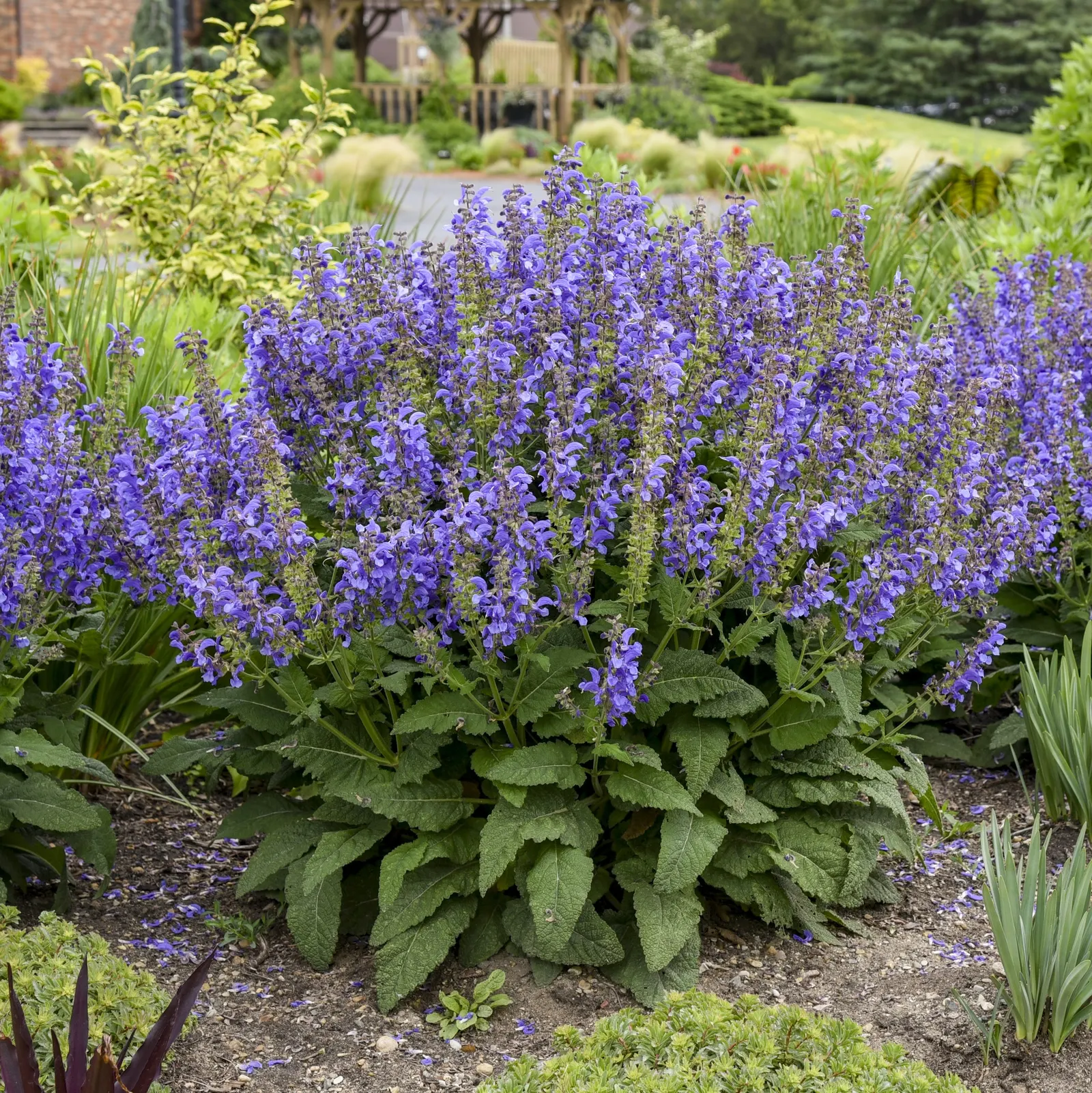 'Big Sky' Perennial Salvia (Salvia hybrid) — This Proven Winners® selection grows 28-32 inches tall and wide
