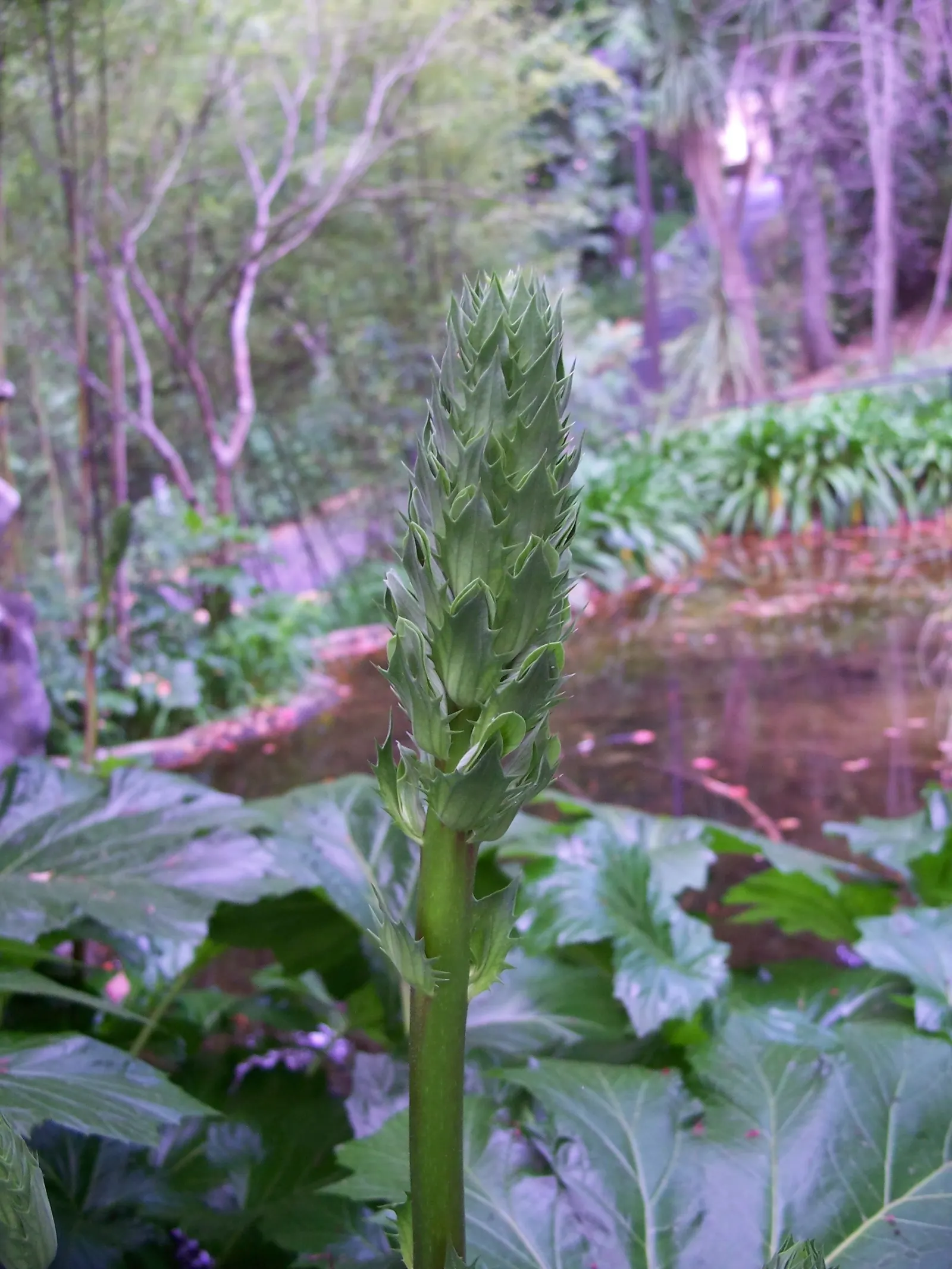 Bear's Breech (Acanthus Mollis) — is an eye-catching perennial that is revered for its distinctive foliage and towering flower spikes; the plant, image 59