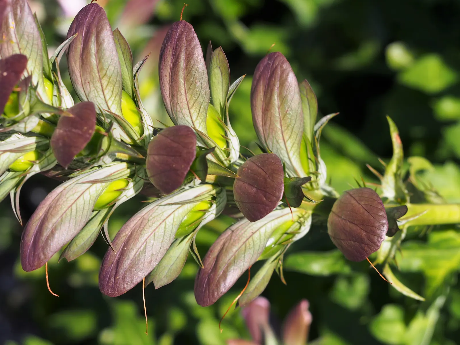 Bear's Breech (Acanthus Mollis) — perennial / shrub for deep shade or half or shade; though its lush foliage can occasionally attract slugs and snails