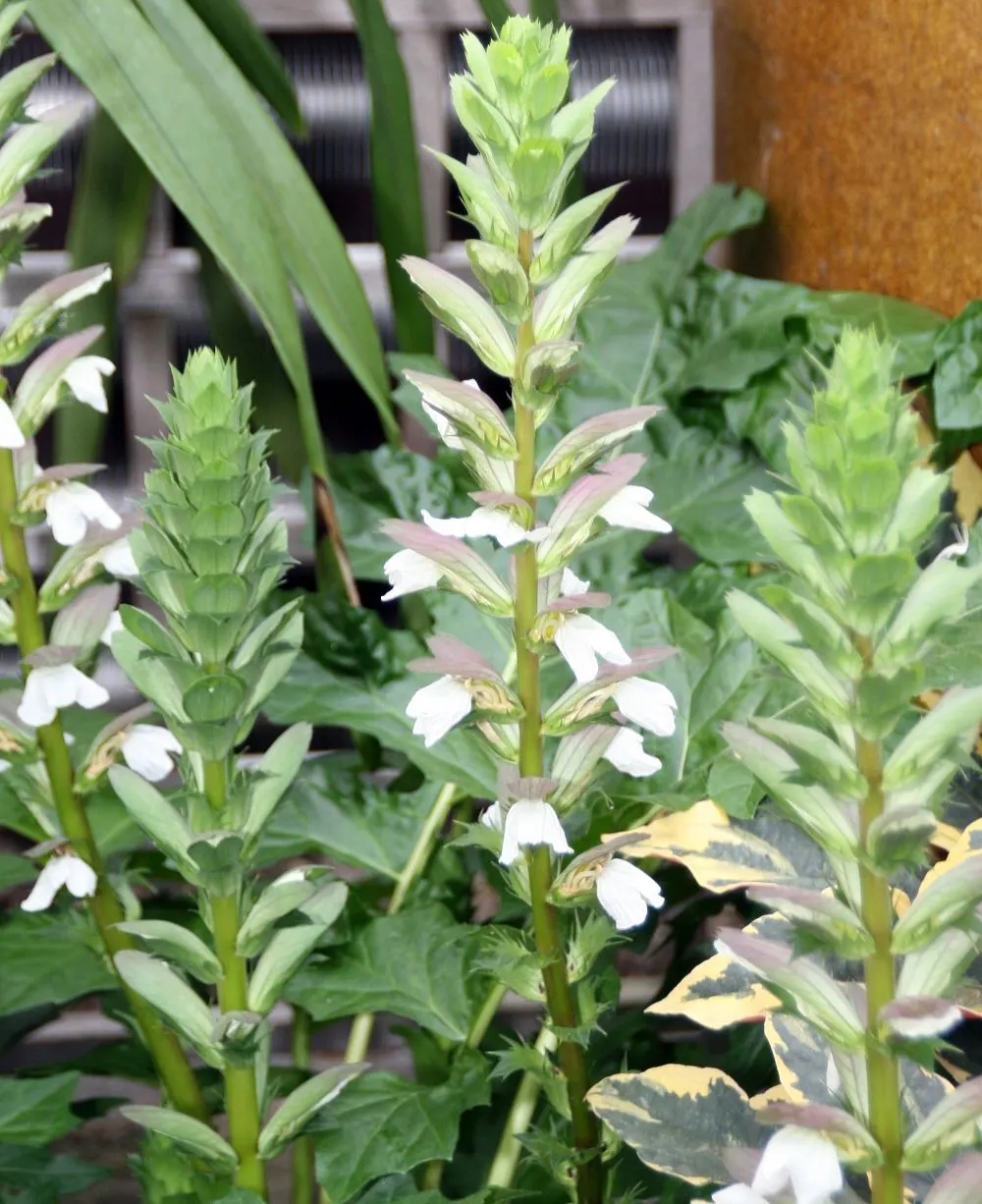Bear's Breech (Acanthus Mollis) — The plant typically reaches a height of 3 to 5 feet and spreads out 2 to 3 feet; providing both architectural interest and a