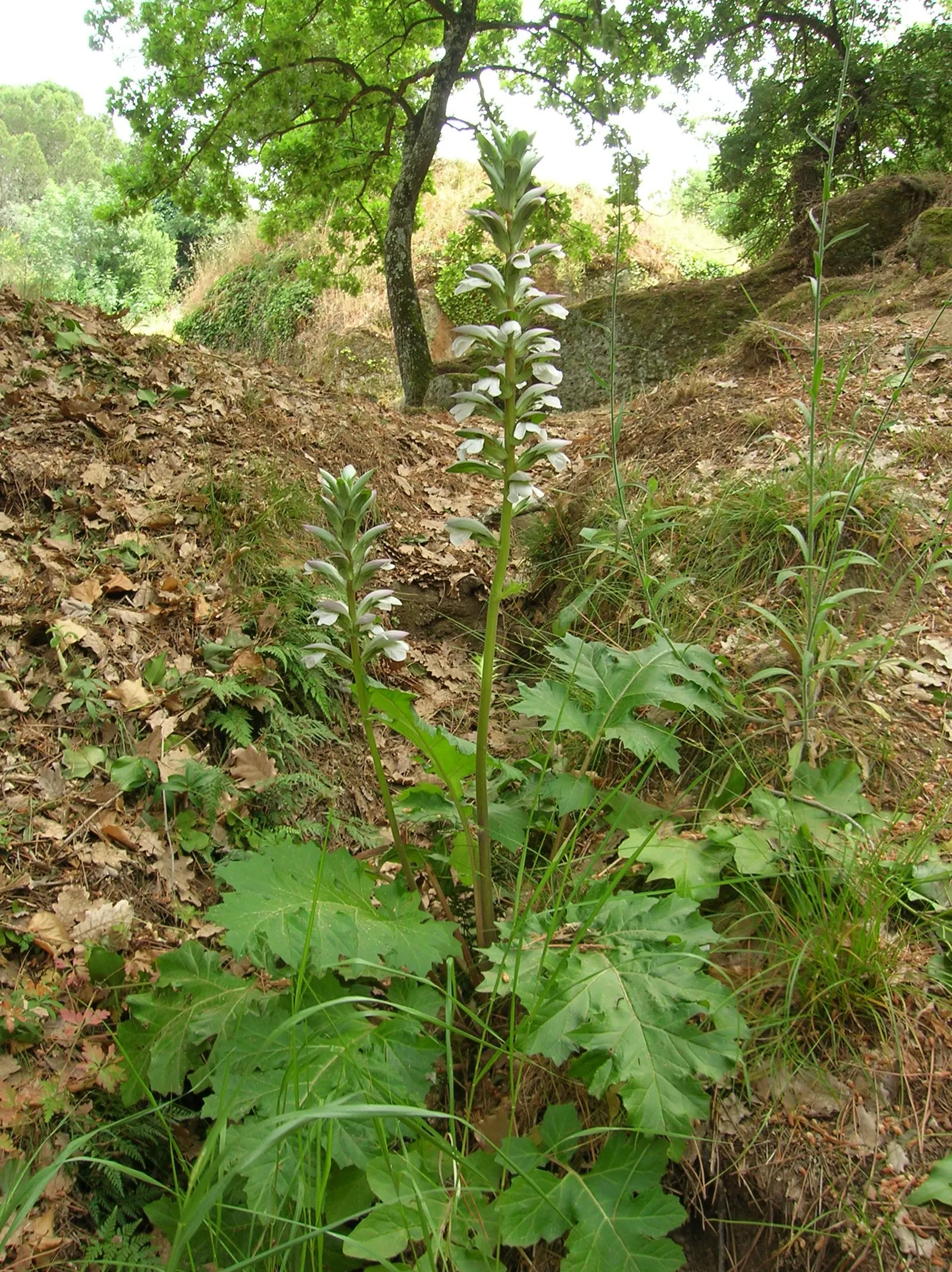 Bear's Breech (Acanthus Mollis) — deeply lobed leaves span approximately 1.5 to 2 feet long; it prefers partial shade and well-drained soil, image 62