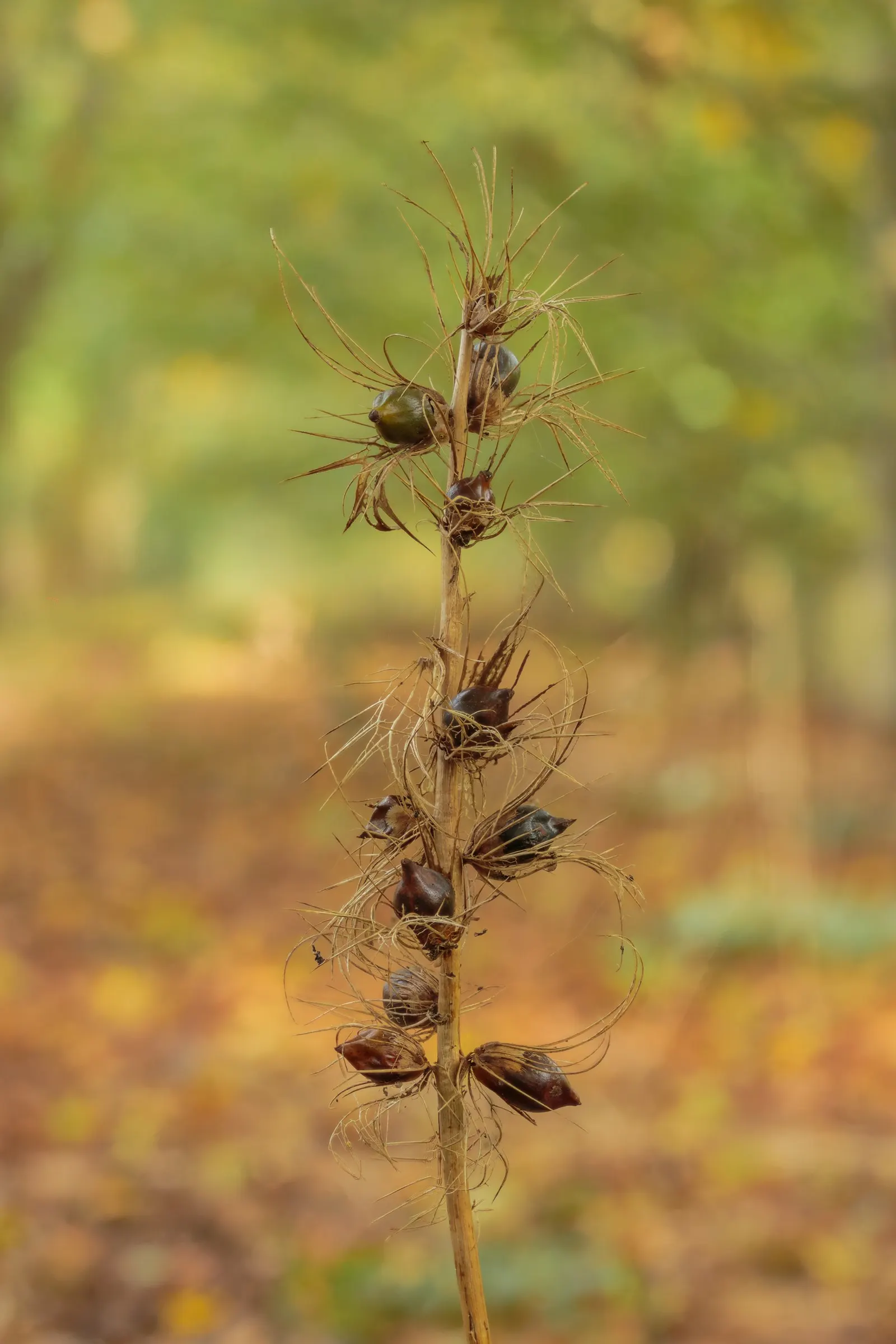 Bear's Breech (Acanthus Mollis) — providing both architectural interest and a classical feeling reminiscent of ancient Greek and Roman art, image 92