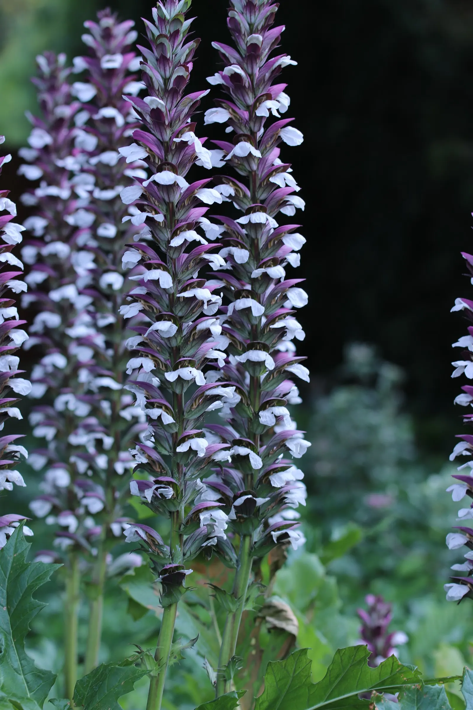 Bear's Breech (Acanthus Mollis) — and is drought-tolerant once established