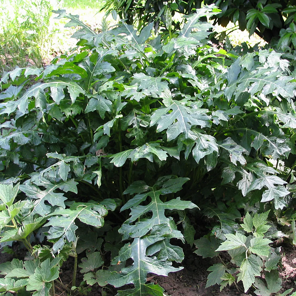 Bear's Breech (Acanthus Mollis) — lavender and multi-colored and purple flowers in the garden; adds architectural interest to borders and focal, image 98