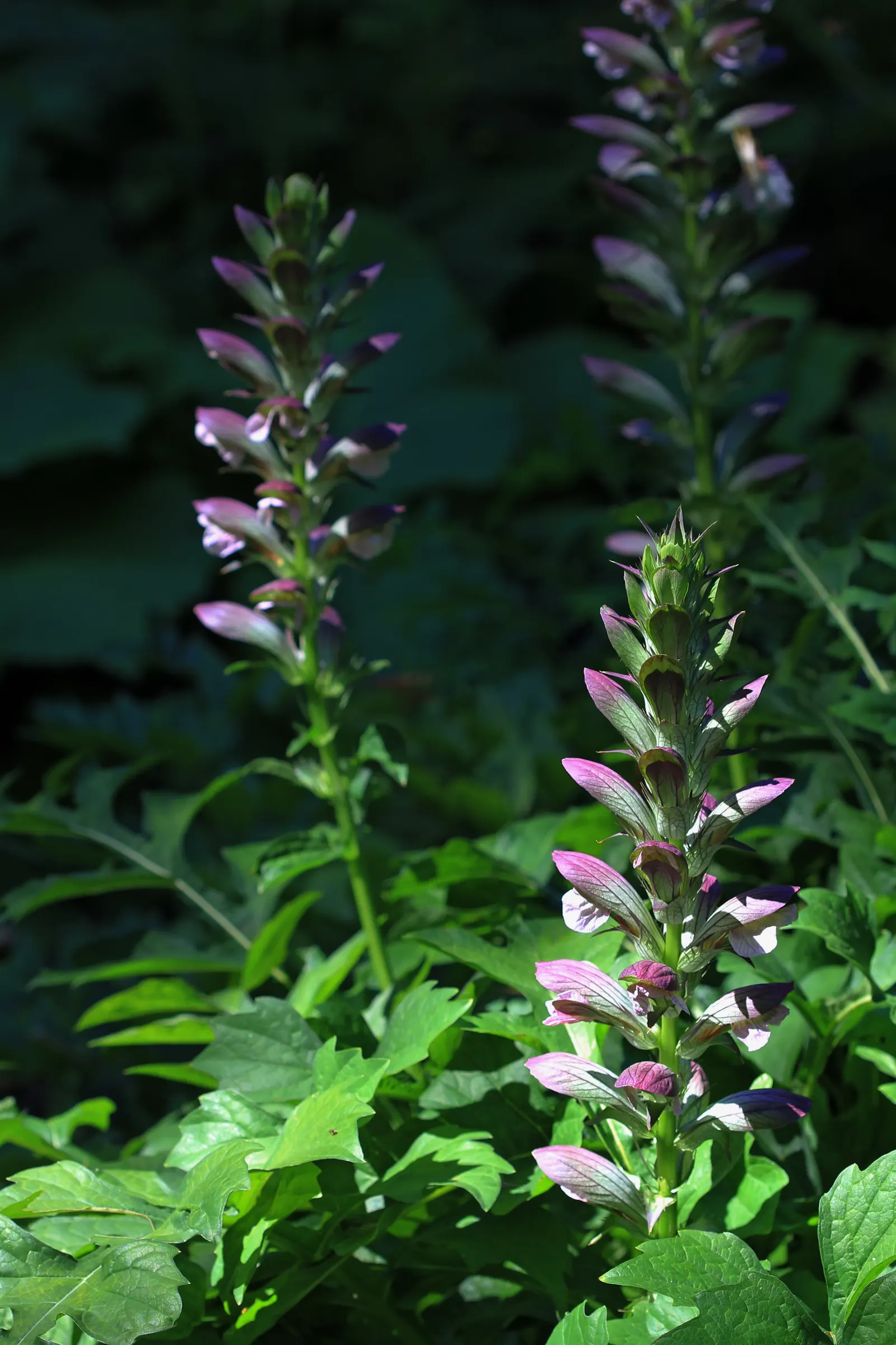 Bear's Breech (Acanthus Mollis) — deeply lobed leaves span approximately 1.5 to 2 feet long; it prefers partial shade and well-drained soil
