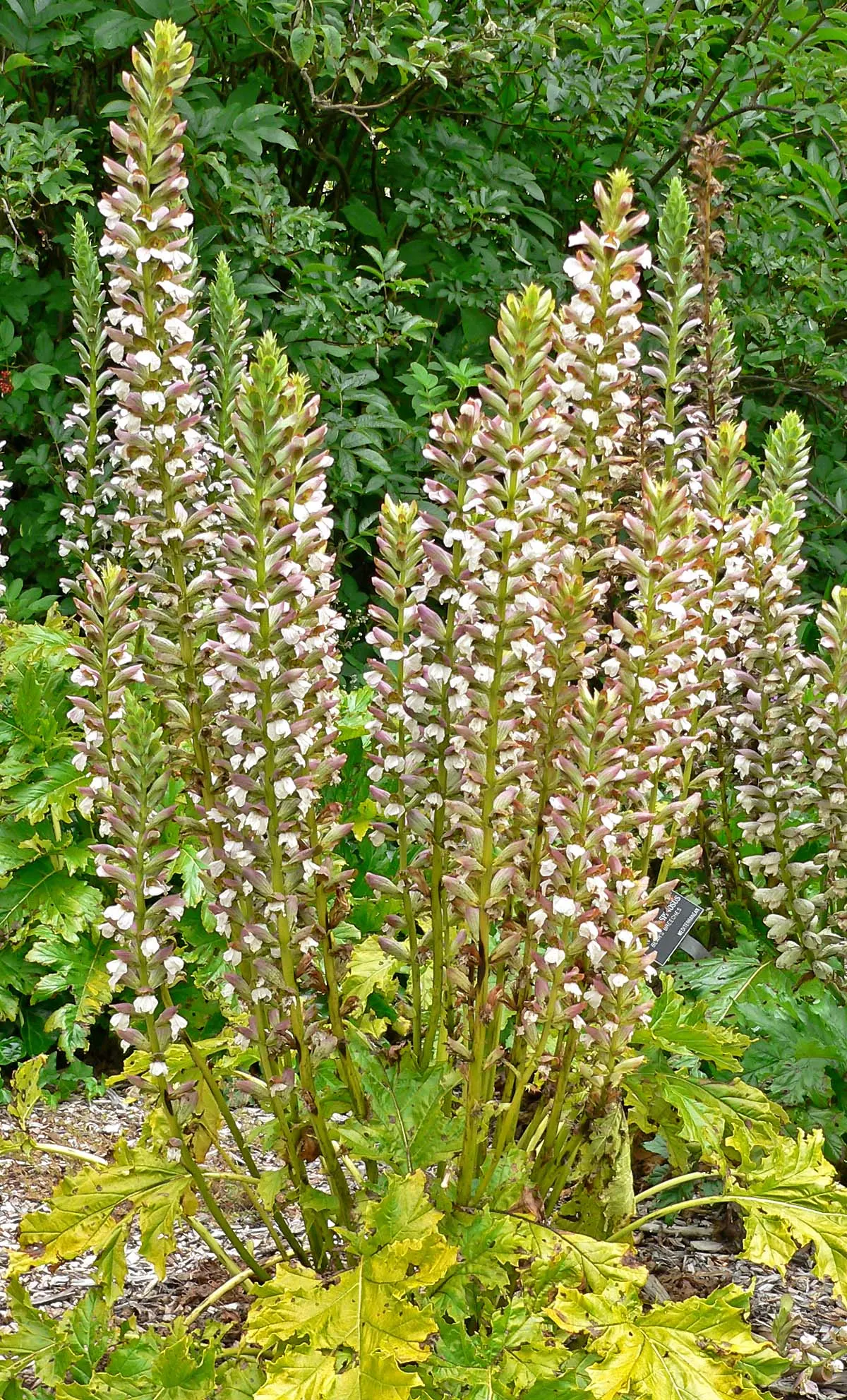 Bear's Breech (Acanthus Mollis) — making it a bold statement in any landscape design; perennial / shrub with lavender and multi-colored and purple, image 86