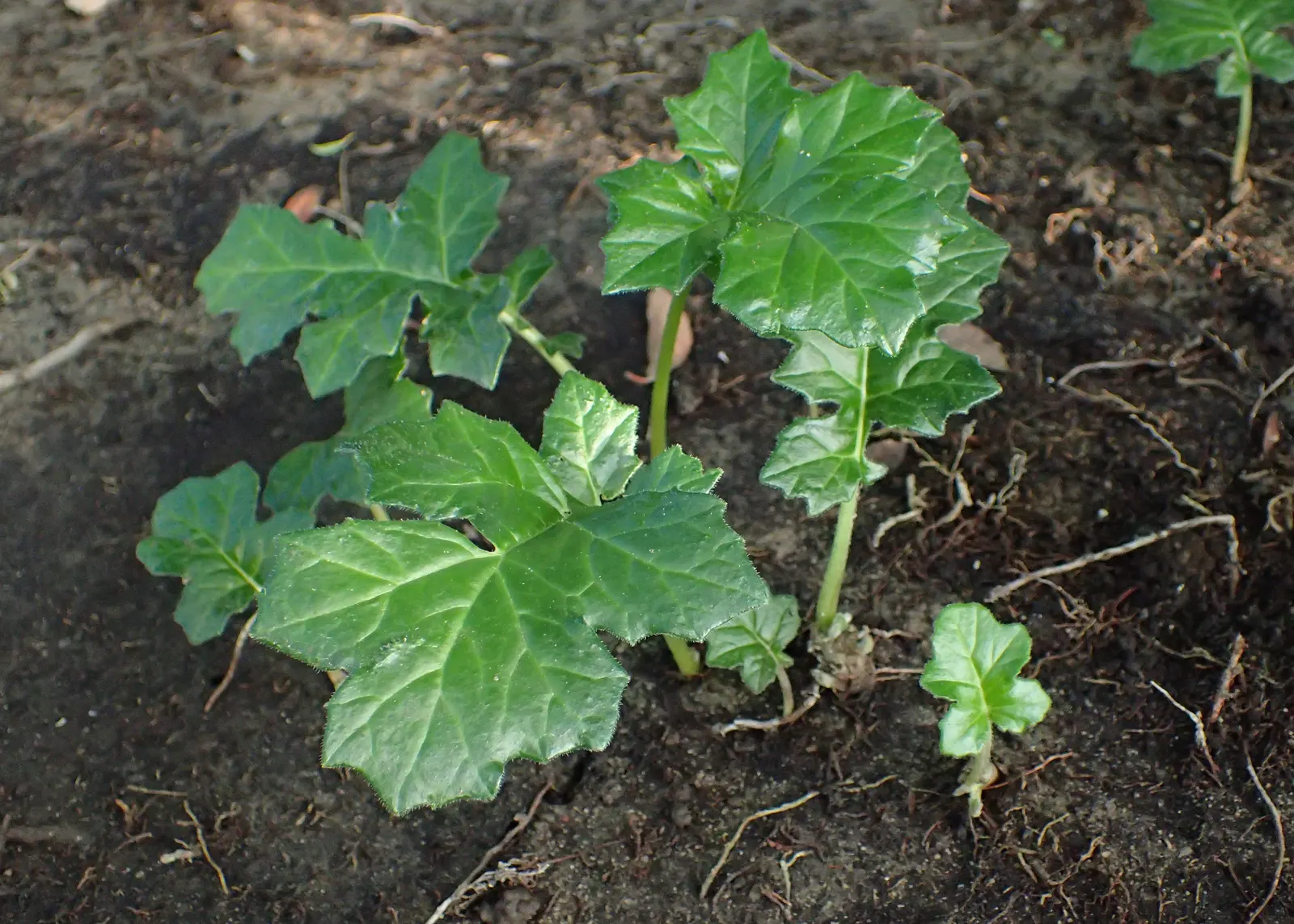 Bear's Breech (Acanthus Mollis) — is an eye-catching perennial that is revered for its distinctive foliage and towering flower spikes; the plant, image 84
