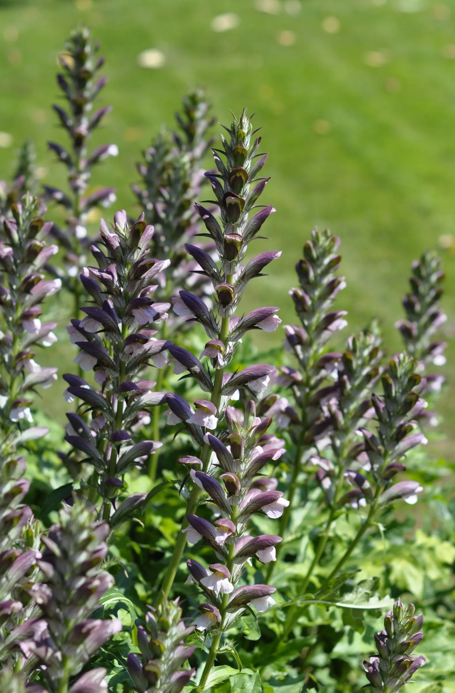 Bear's Breech (Acanthus Mollis) — These flower stalks are adorned with hooded white to lilac flowers; notable for its bold foliage and towering flower spikes