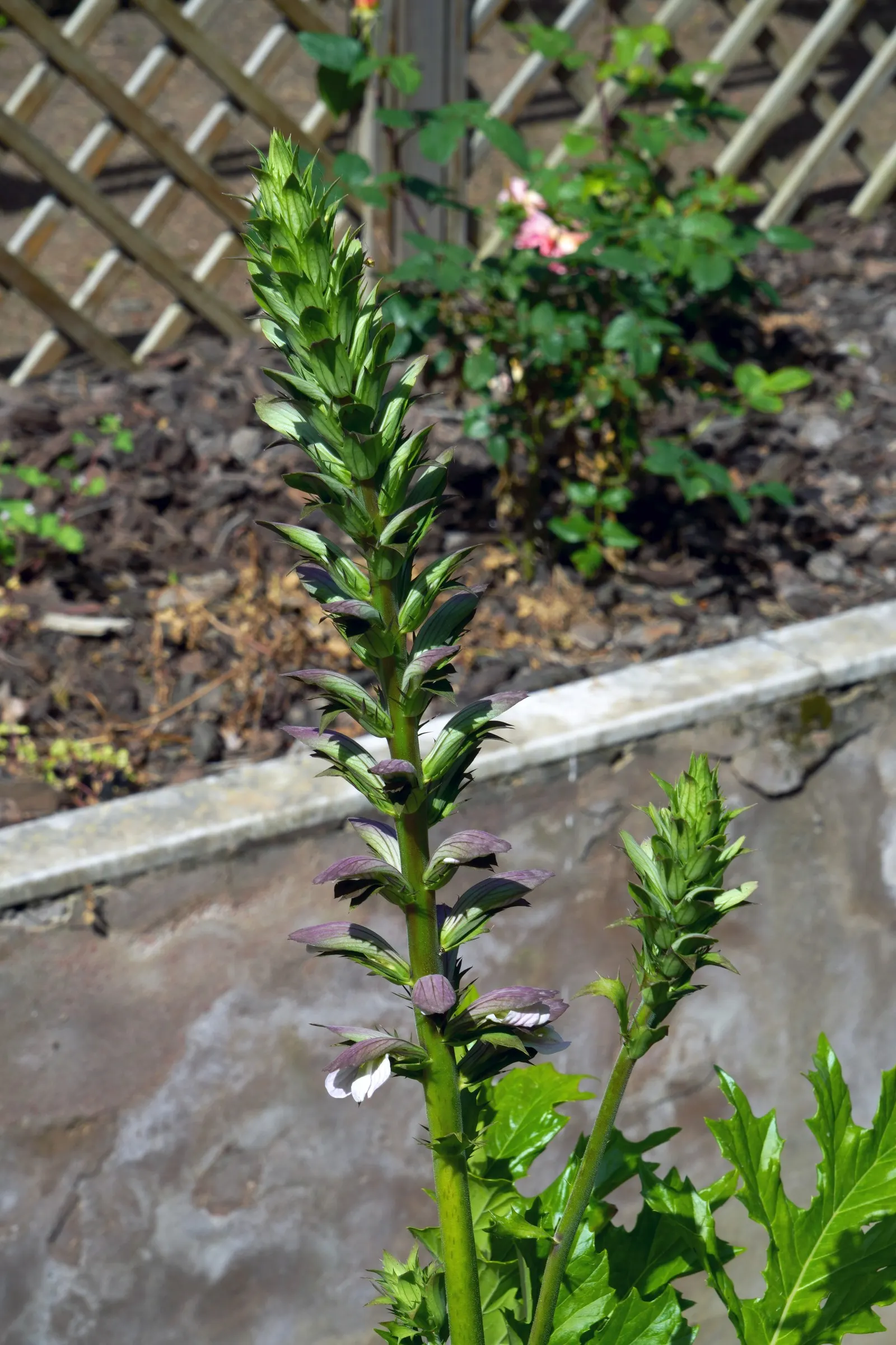 Bear's Breech (Acanthus Mollis) — providing both architectural interest and a classical feeling reminiscent of ancient Greek and Roman art; contrasted by