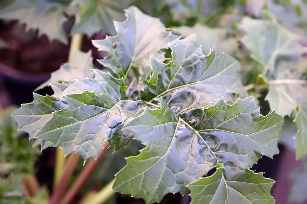 Bear's Breech (Acanthus Mollis) — though its lush foliage can occasionally attract slugs and snails; bear's Breech (Acanthus mollis) is an evergreen perennial