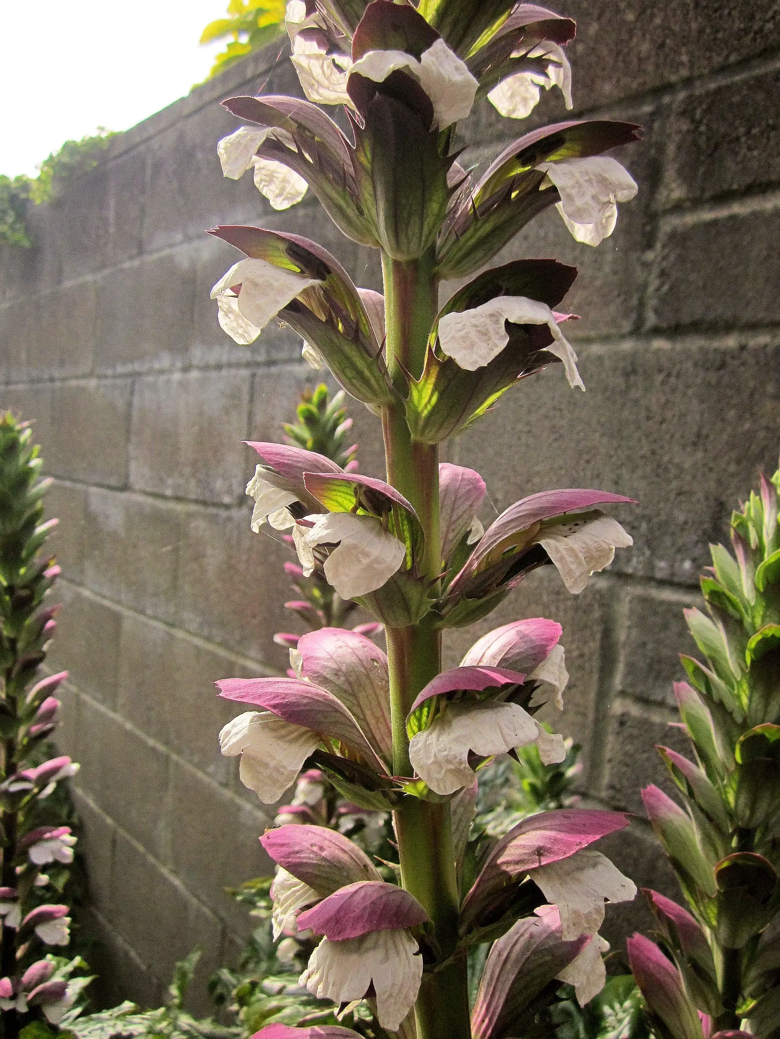 Bear's Breech (Acanthus Mollis) — deeply lobed leaves span approximately 1.5 to 2 feet long