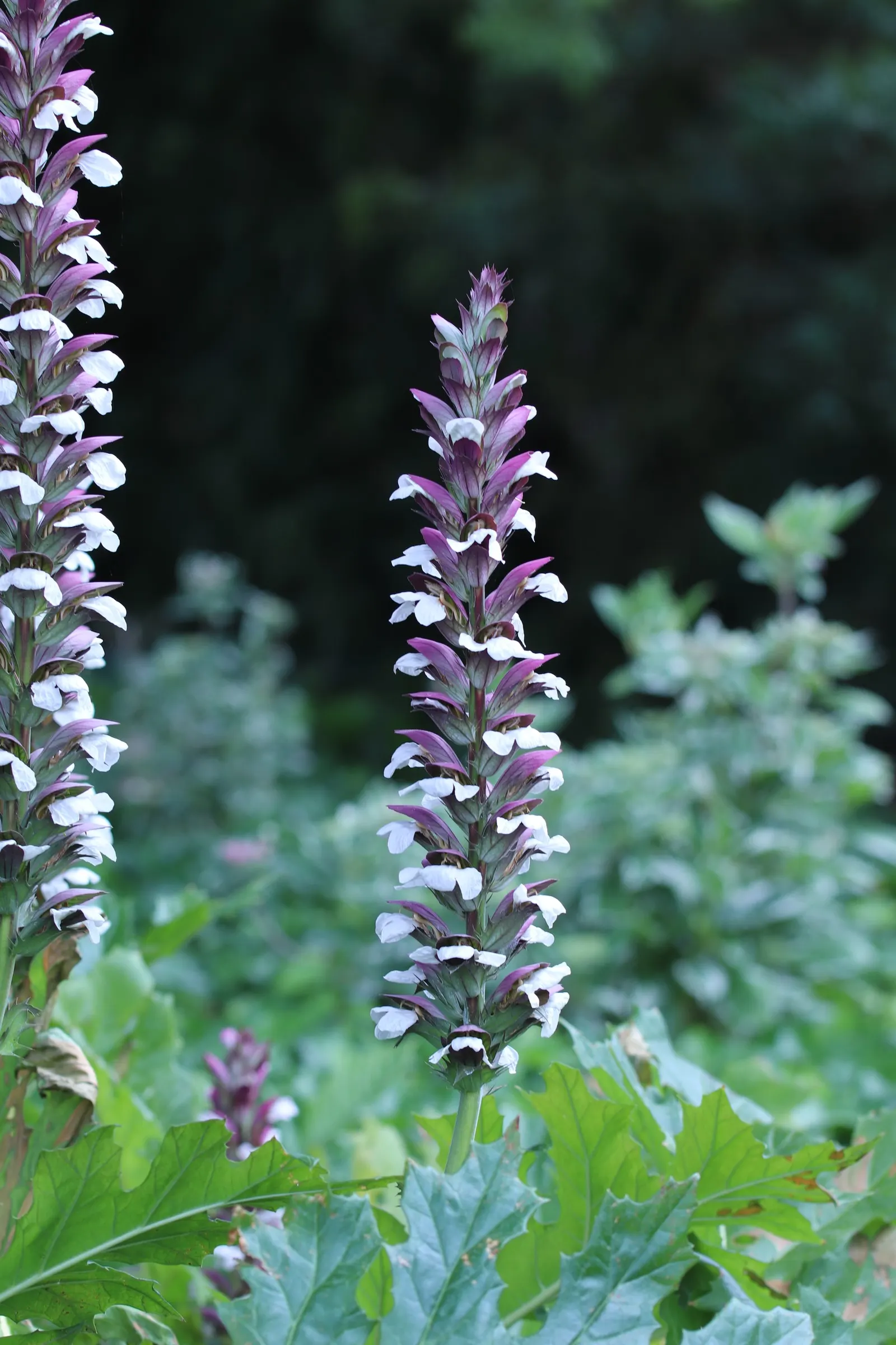 Bear's Breech (Acanthus Mollis) — making it a bold statement in any landscape design; perennial / shrub with lavender and multi-colored and purple blooms