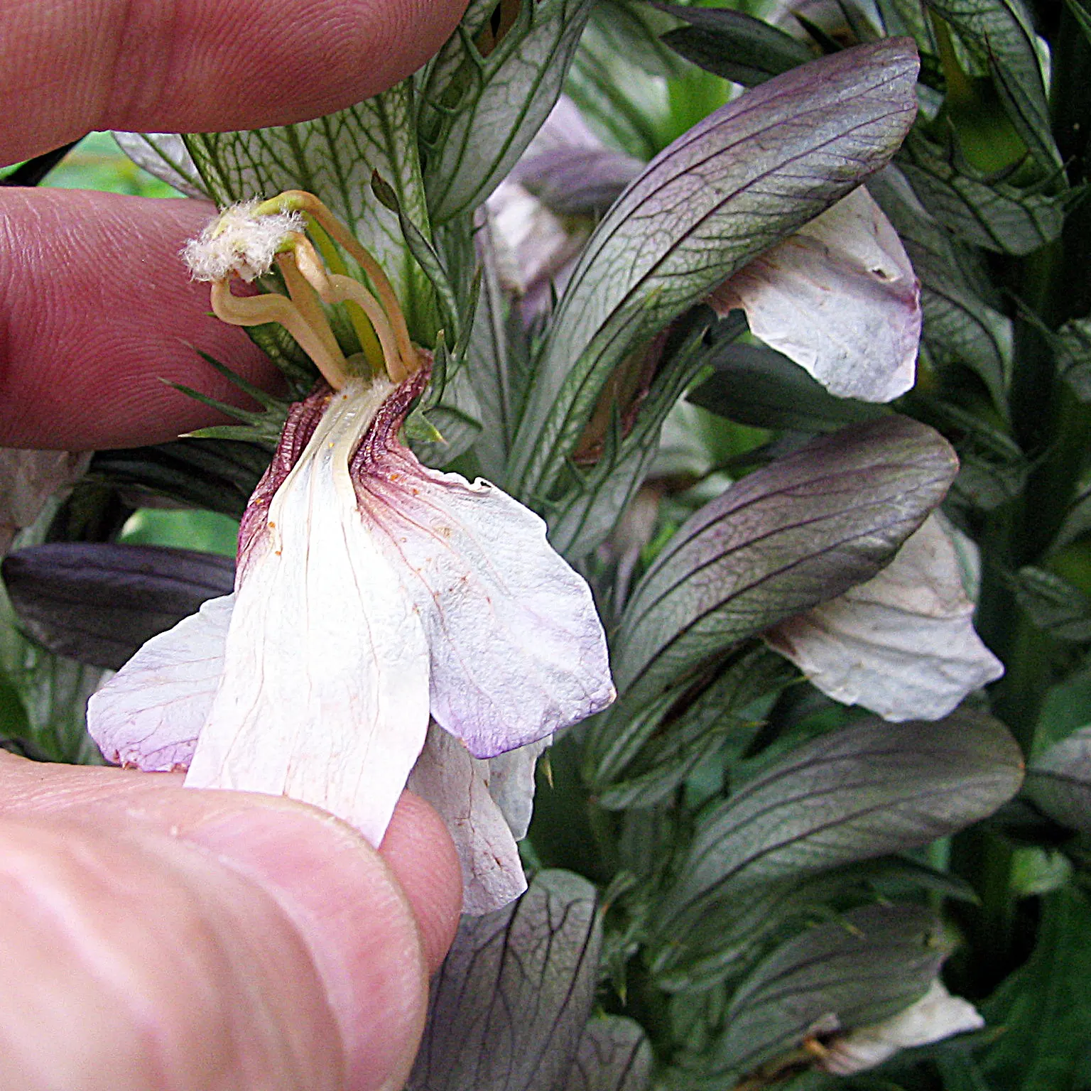 Bear's Breech (Acanthus Mollis) — contrasted by eye-catching purple bracts; is an eye-catching perennial that is revered for its distinctive, image 66