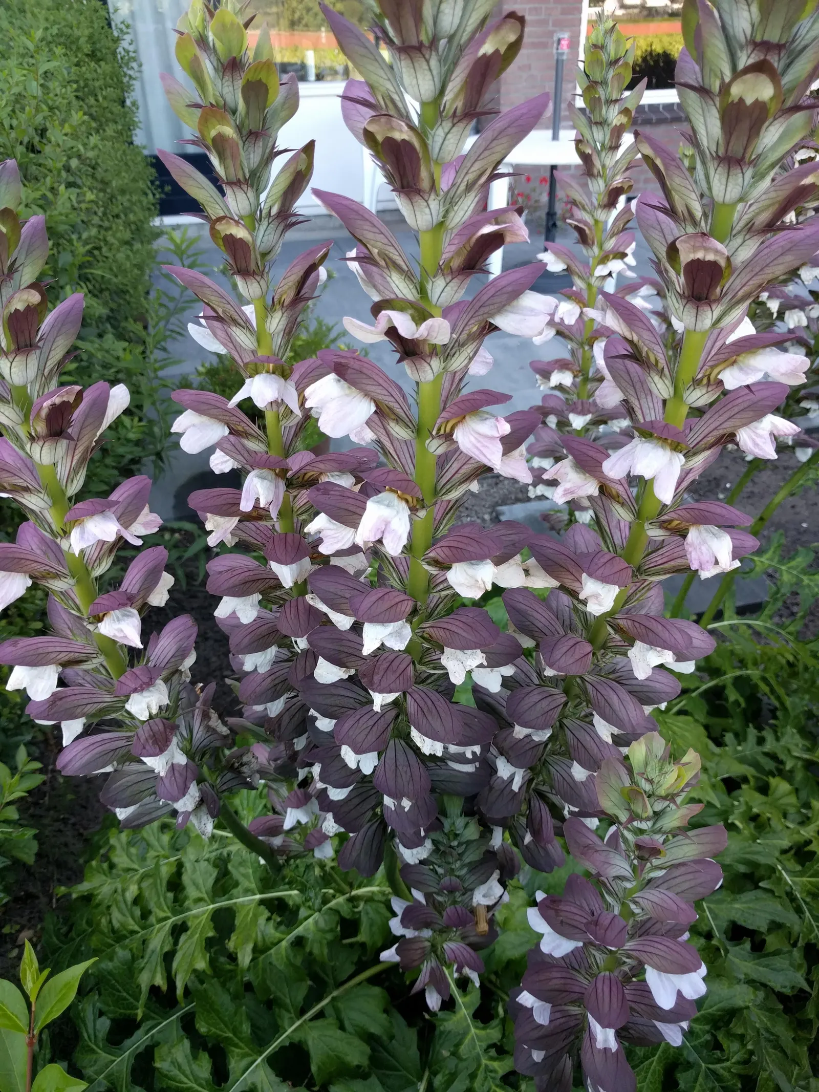 Bear's Breech (Acanthus Mollis) — lavender and multi-colored and purple flowers in the garden