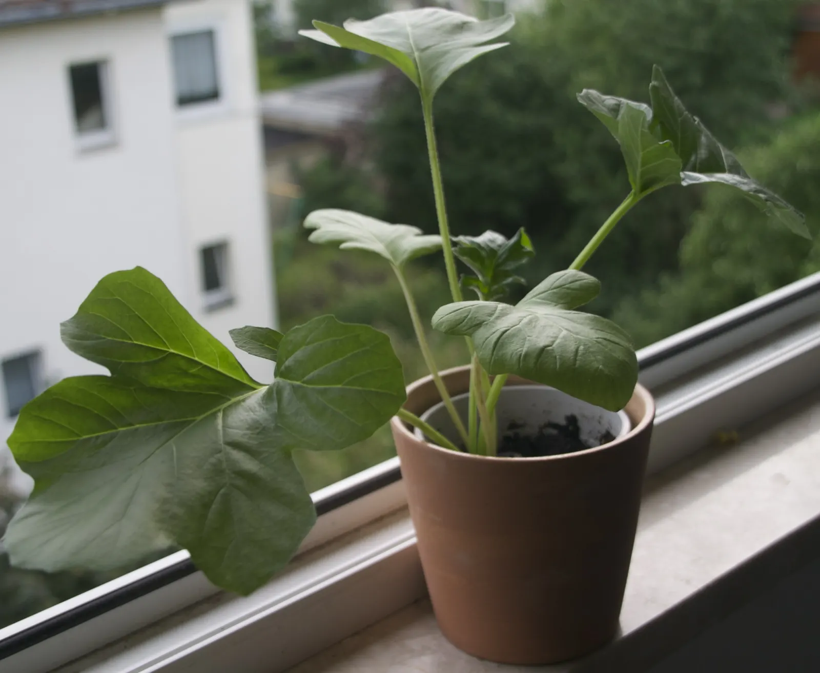 Bear's Breech (Acanthus Mollis) — it prefers partial shade and well-drained soil; bear's Breech produces impressive vertical inflorescences that, image 56