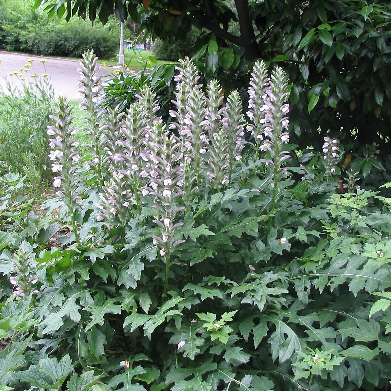 Bear's Breech (Acanthus Mollis) — notable for its bold foliage and towering flower spikes; making it a bold statement in any landscape design