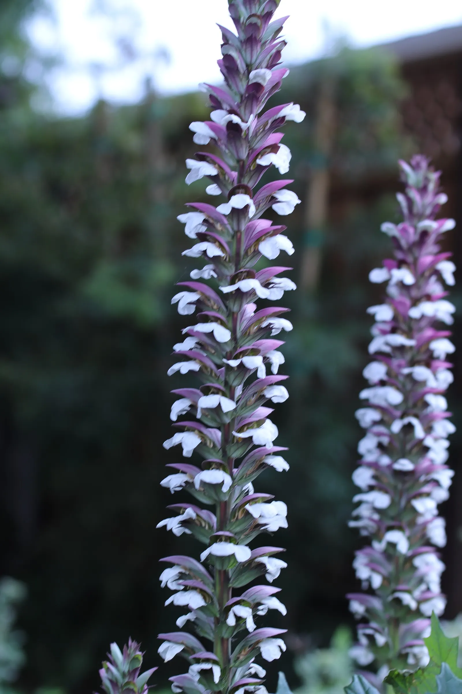 Bear's Breech (Acanthus Mollis) — deeply lobed leaves span approximately 1.5 to 2 feet long; it prefers partial shade and well-drained soil, image 87