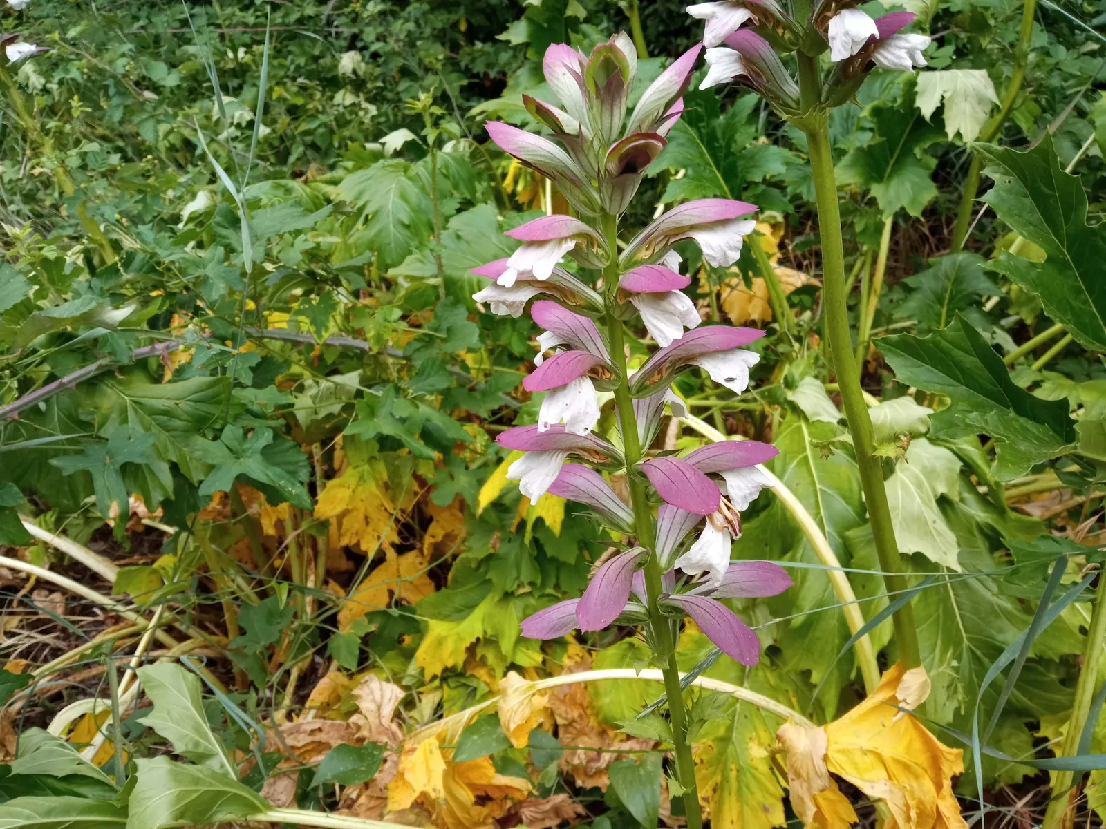 Bear's Breech (Acanthus Mollis) — These flower stalks are adorned with hooded white to lilac flowers; notable for its bold foliage and towering, image 65