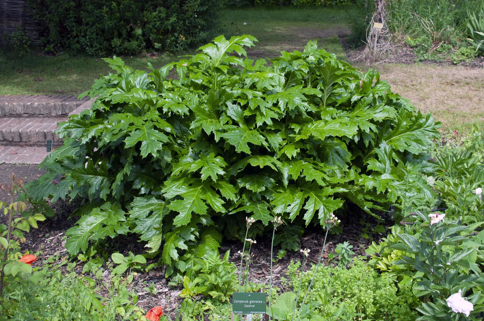 Bear's Breech (Acanthus Mollis) — notable for its bold foliage and towering flower spikes; making it a bold statement in any landscape design, image 77