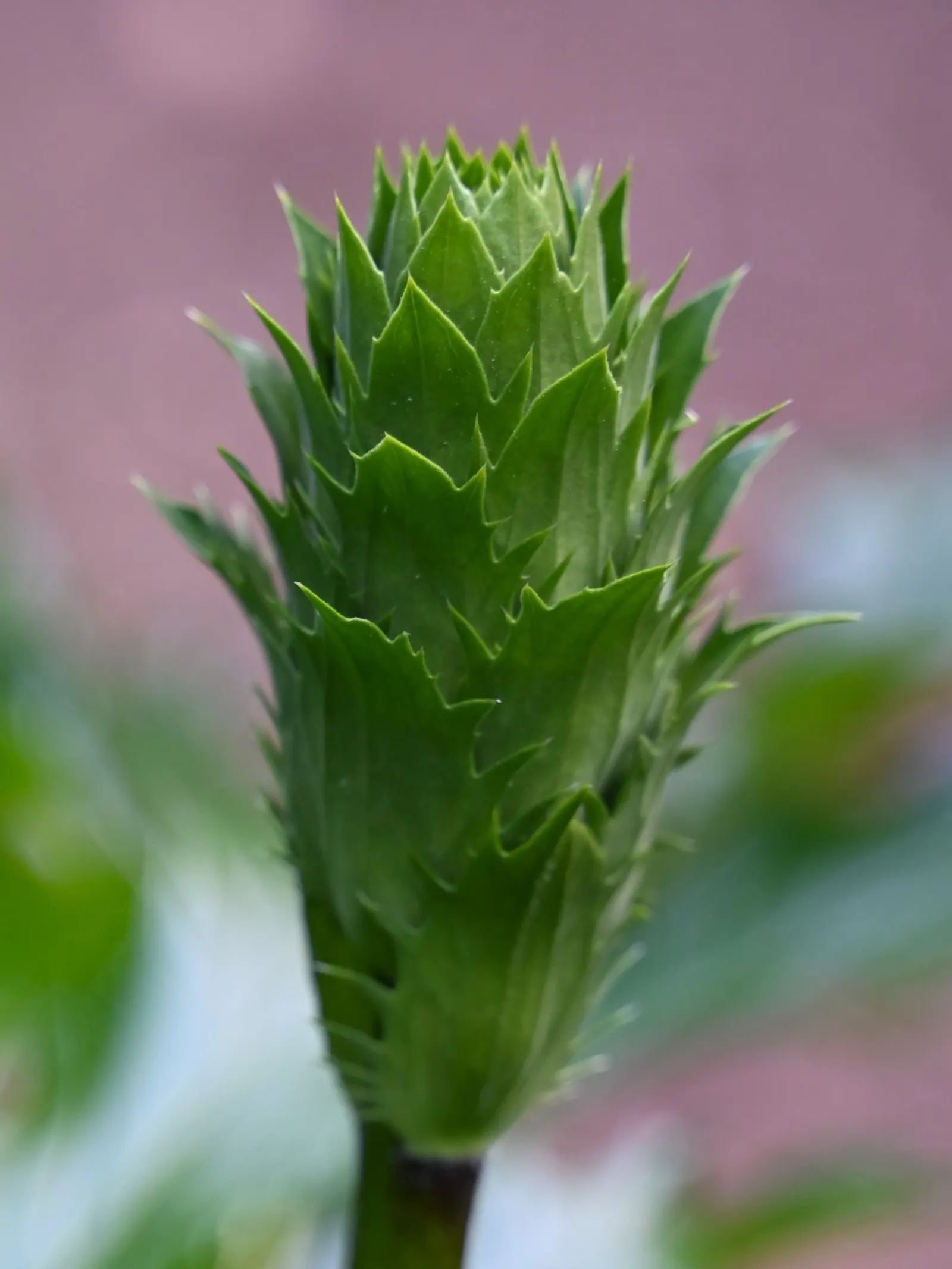 Bear's Breech (Acanthus Mollis) — perennial / shrub for deep shade or half or shade; though its lush foliage can occasionally attract slugs and, image 75